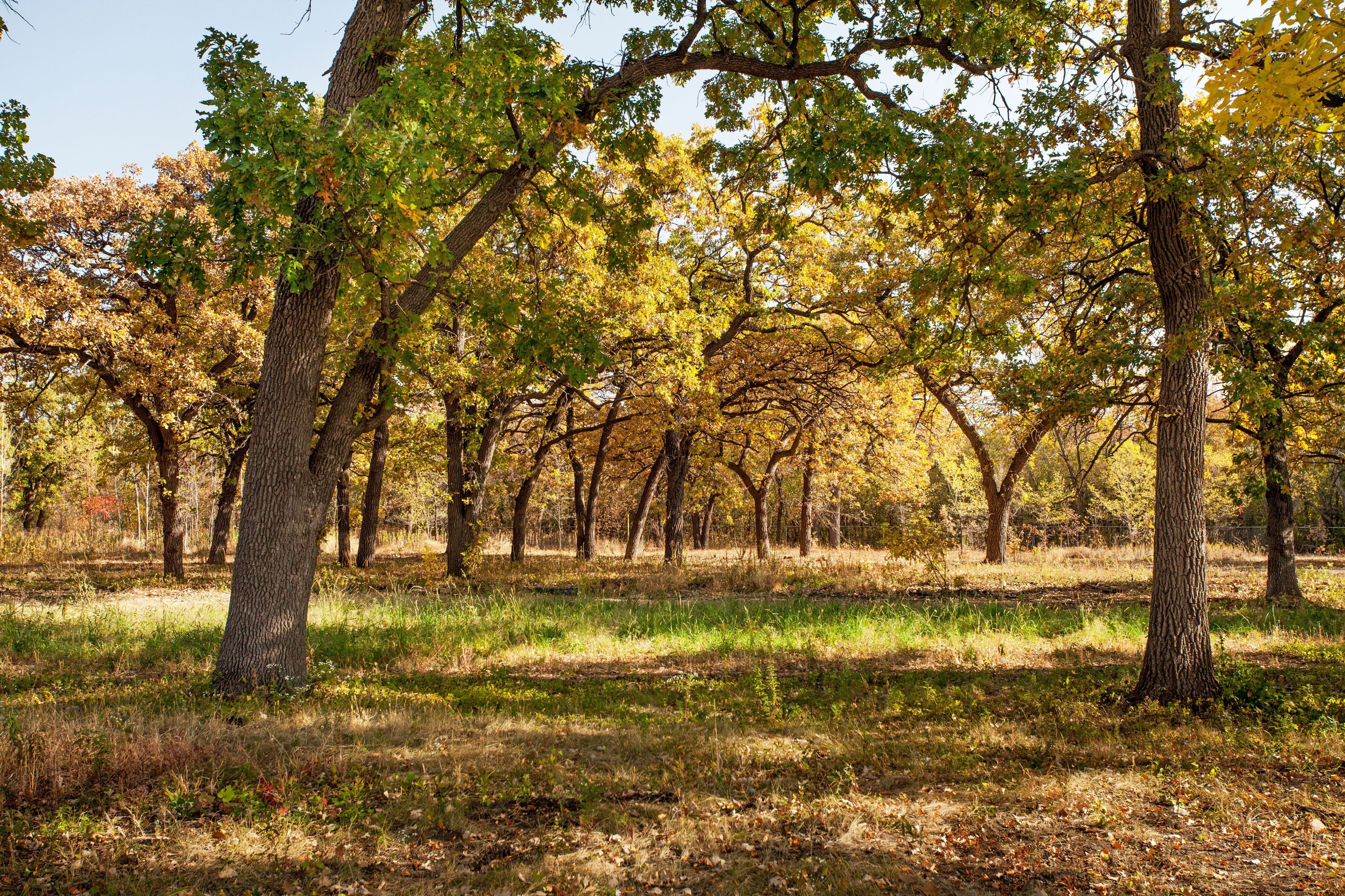 Visitors can glimpse the past in the Coldwater Spring savanna restoration.