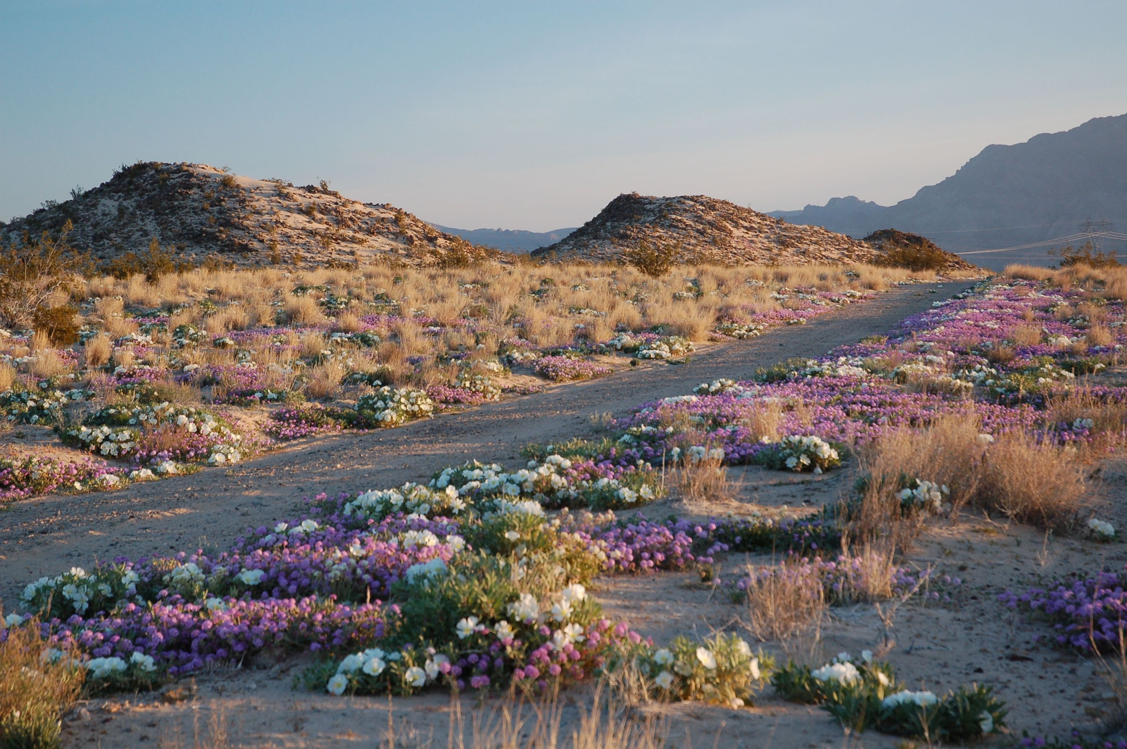 Many people visit Mojave in the spring season to view stunning wildflower displays.