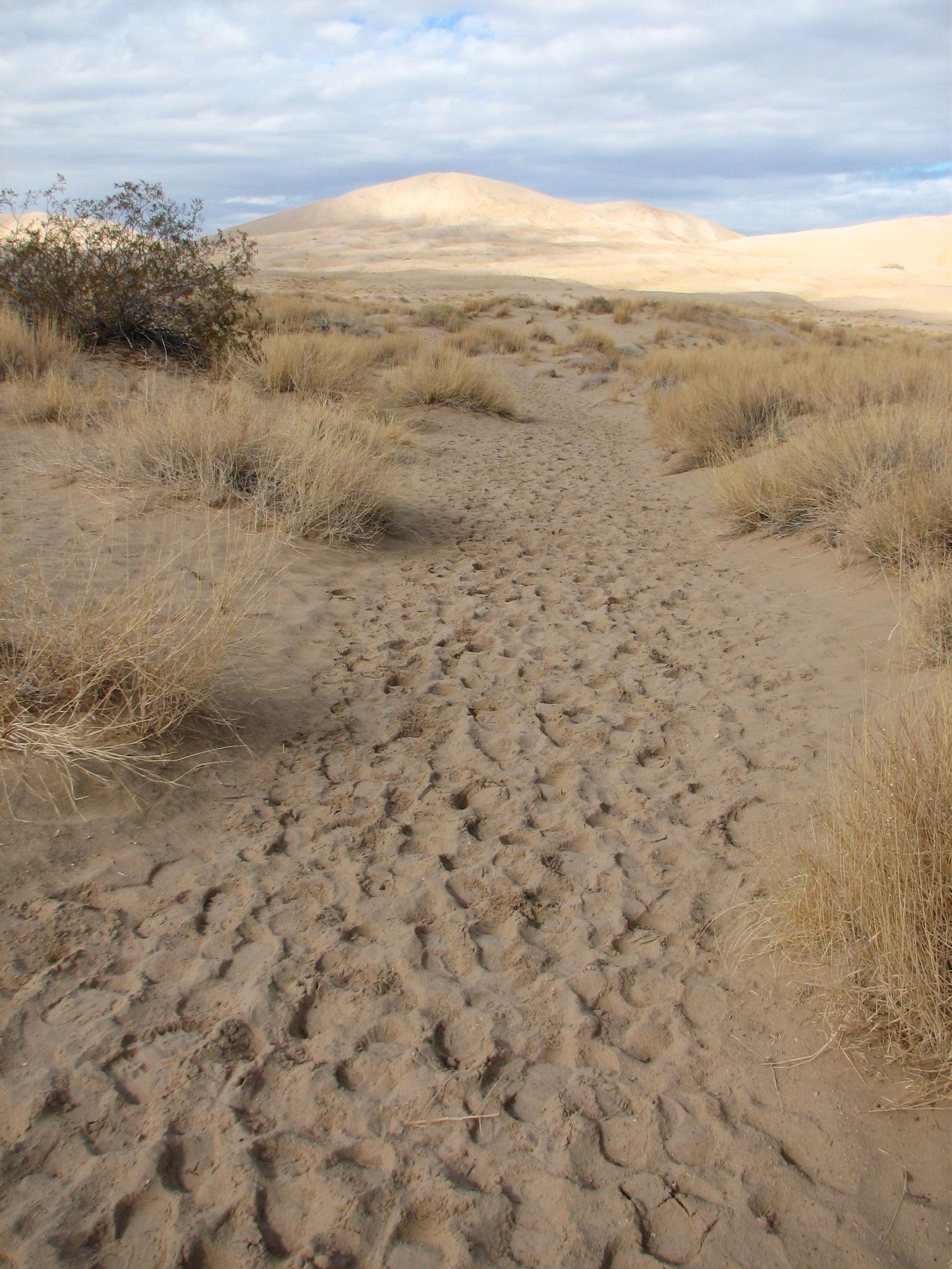 Mojave has endless options for hikers. Kelso Sand Dunes are a popular trail in cooler months.