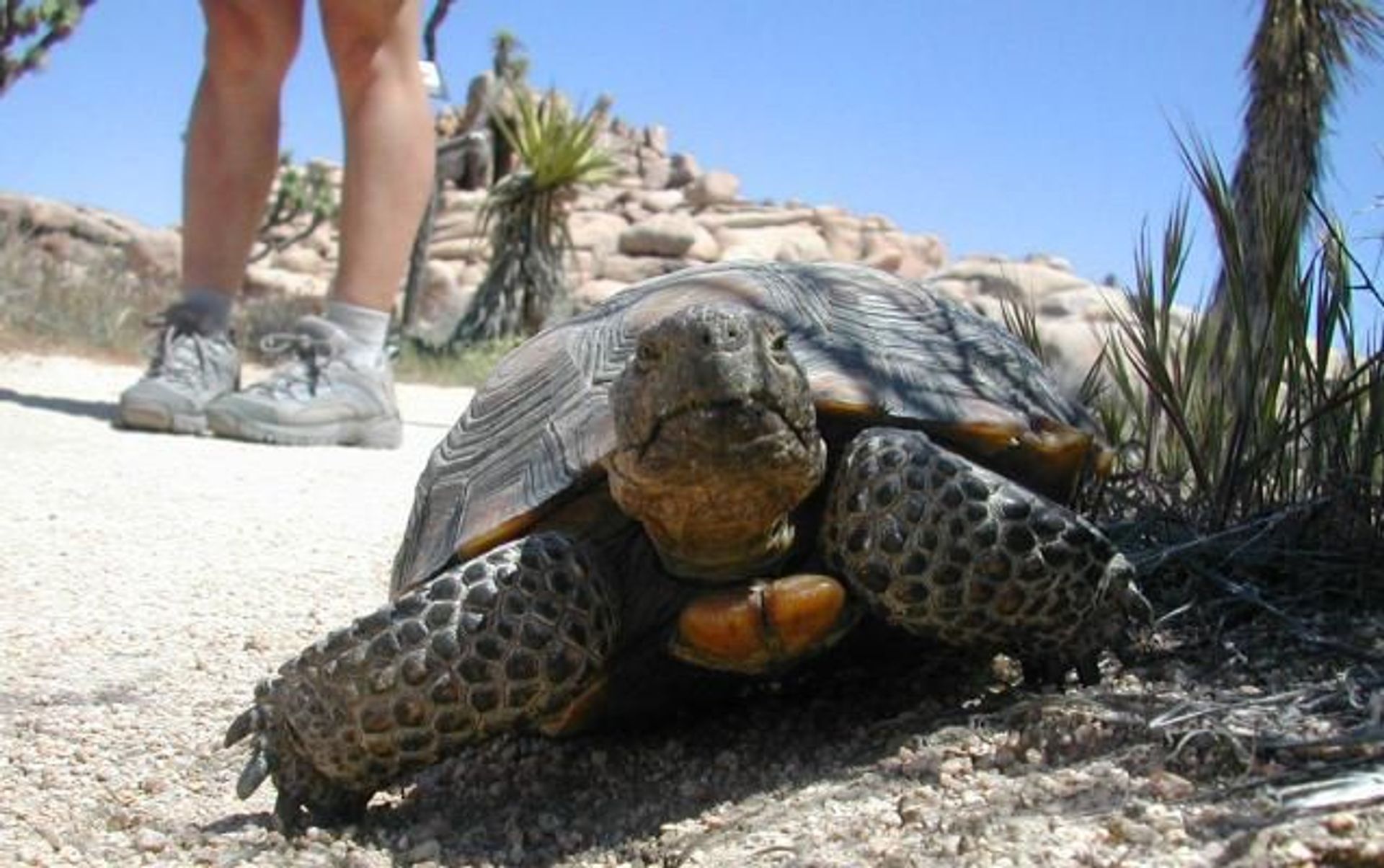 Mojave has a great diversity of wildlife. In spring and fall, the elusive desert tortoise can be seen foraging food.