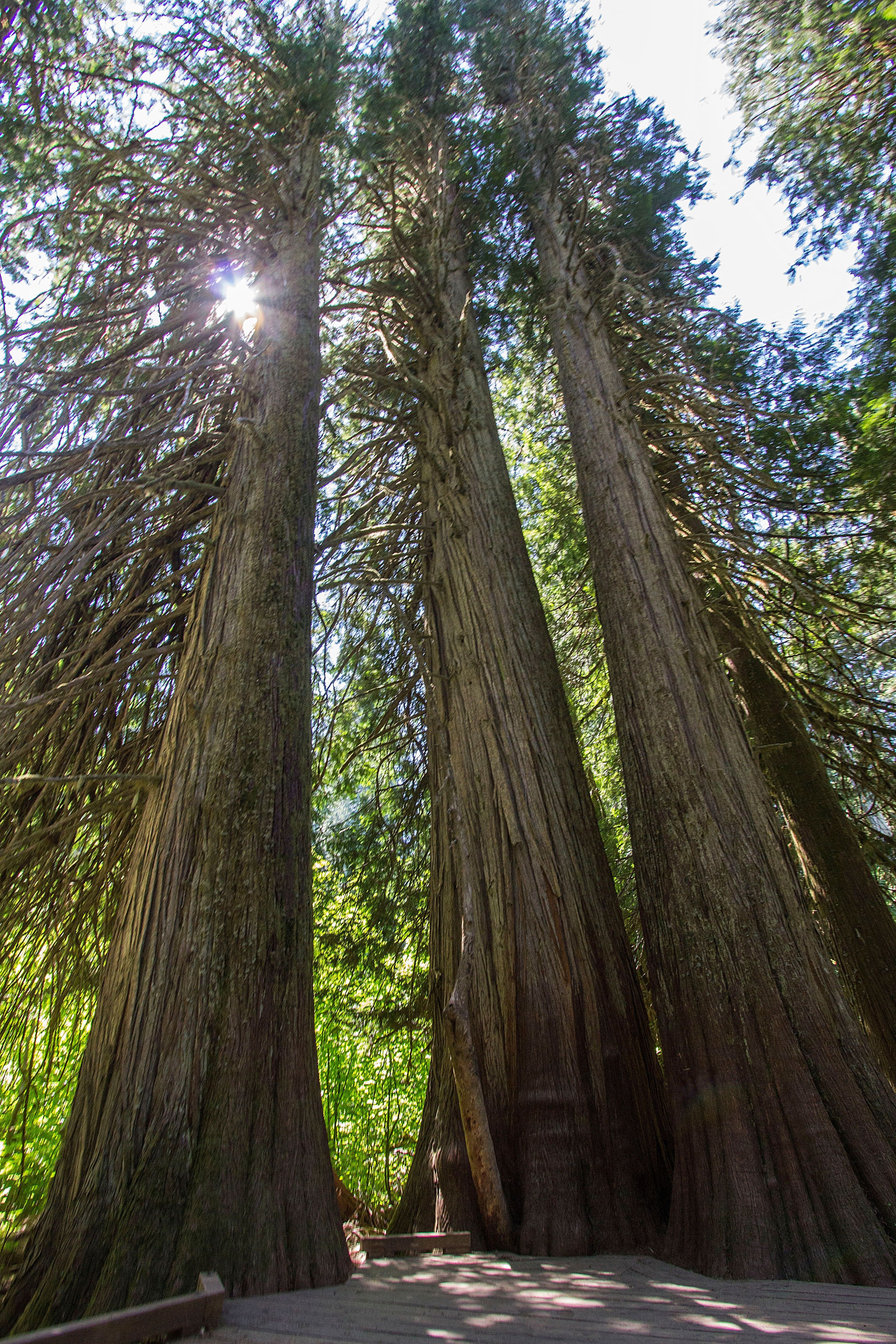 With some of the few remaining old-growth forests in the Cascade Mountains, Mount Rainier National Park protects native plants great and small in places like the Grove of the Patriarchs.