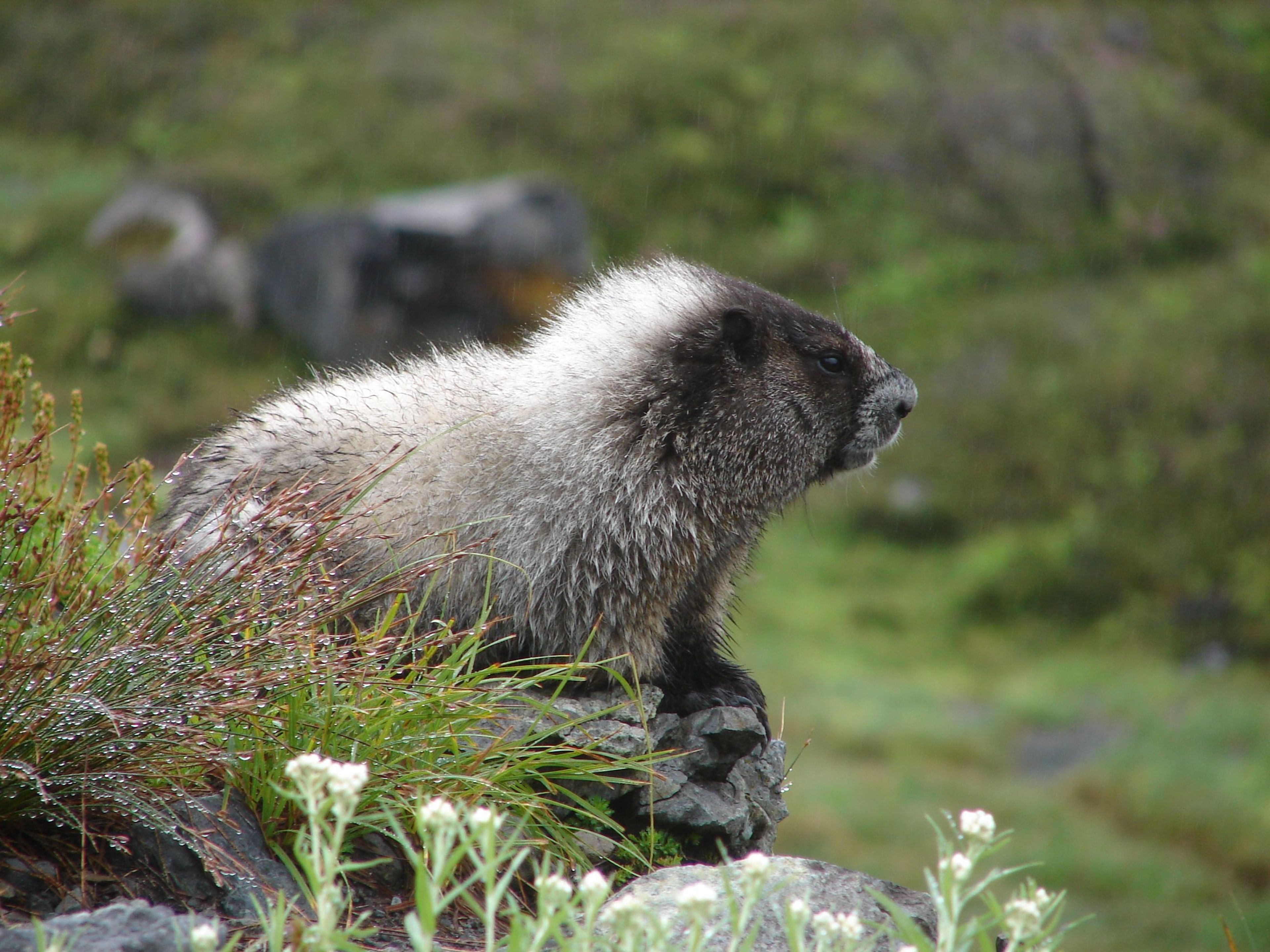 From small amphibians and hoary marmots to the black bears and elk, many animals call the wild places of Mount Rainier home.