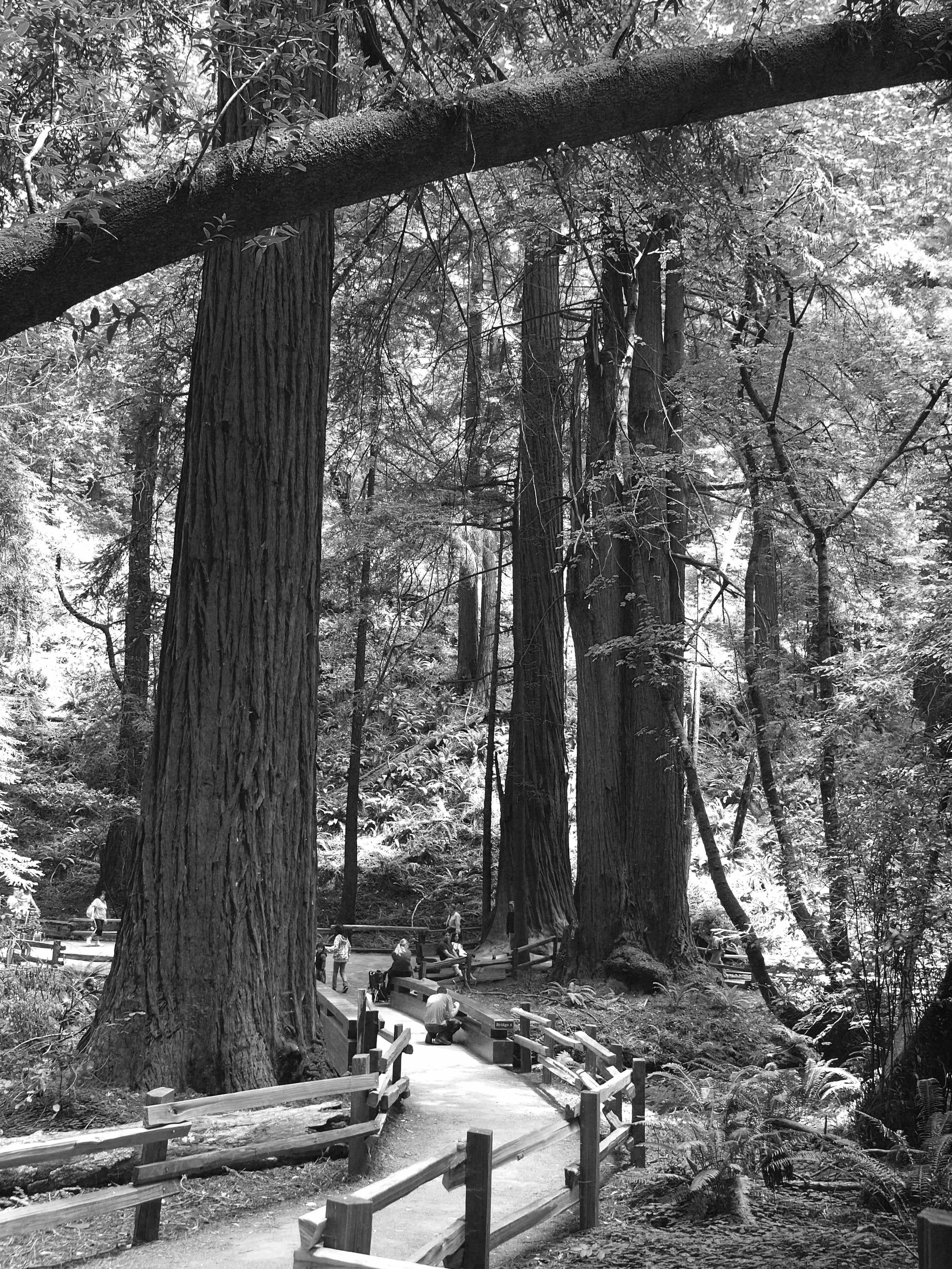 Summer is a busy time at Muir Woods. Visit early in the morning for the most pleasant experience.