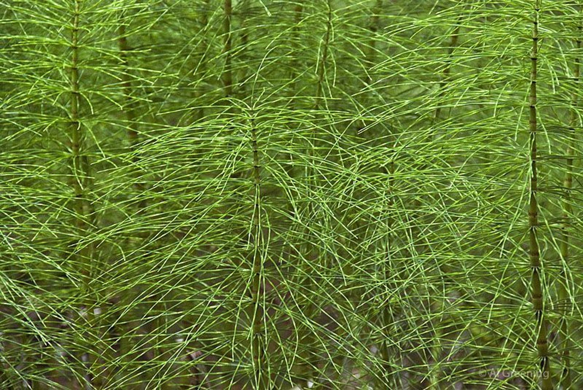 Horsetail fern, an Equisetum, is common along Redwood Creek. Horsetail fern is one of the oldest plant species in the world.