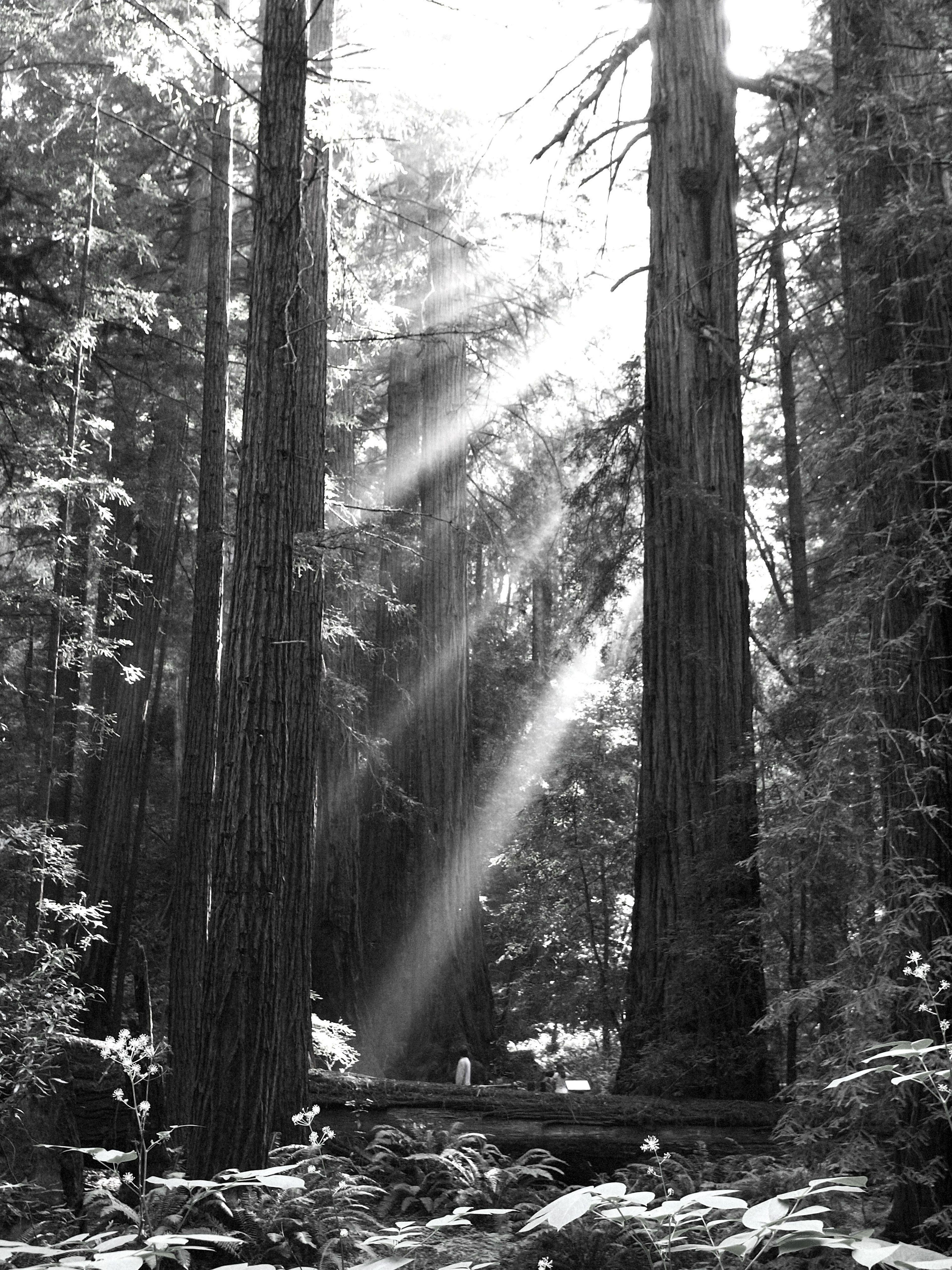 Later afternoon is a gorgeous time of day to visit Bohemian Grove, inside Muir Woods.