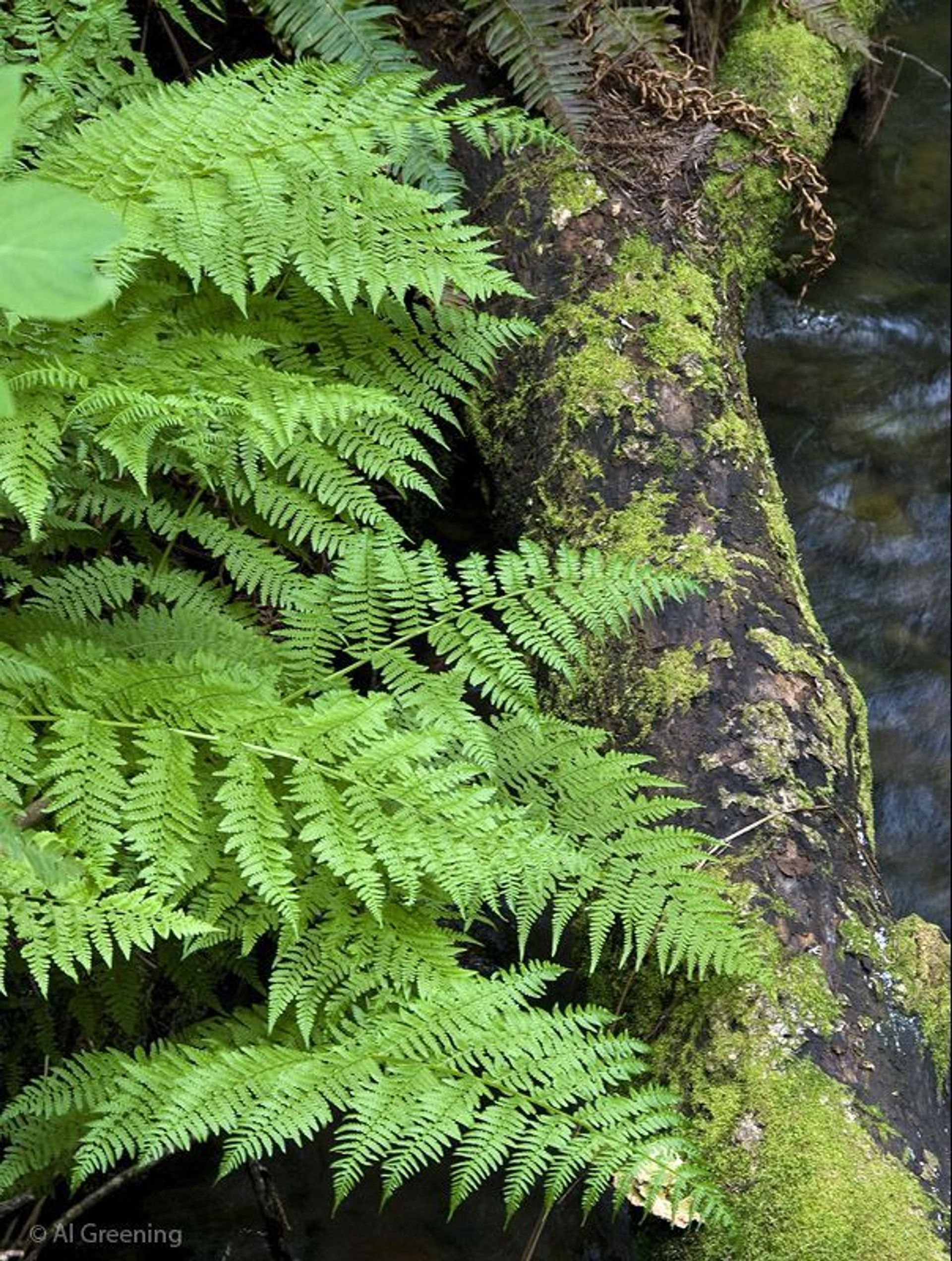 At least ten species of ferns grow in Muir Woods - fern seem to grow larger in redwood forests than other forests - possibly competing for attention from the redwoods?