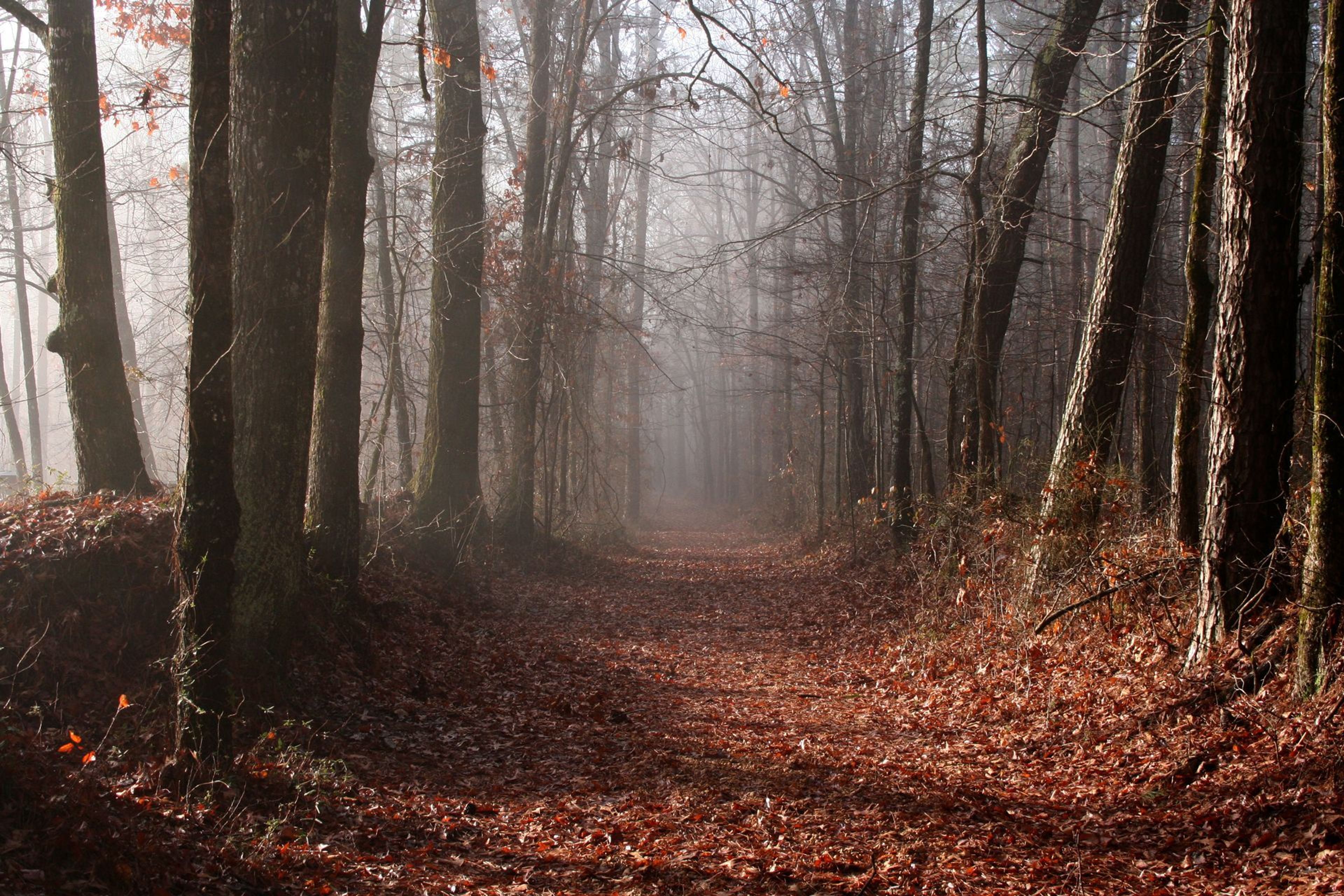 The "Old Trace," the historic trail commemorated by the Natchez Trace Parkway today, still survives in segments. The Old Trace was the main road through the Old Southwest, connecting Natchez to Nashville by going through Chickasaw and Choctaw lands.