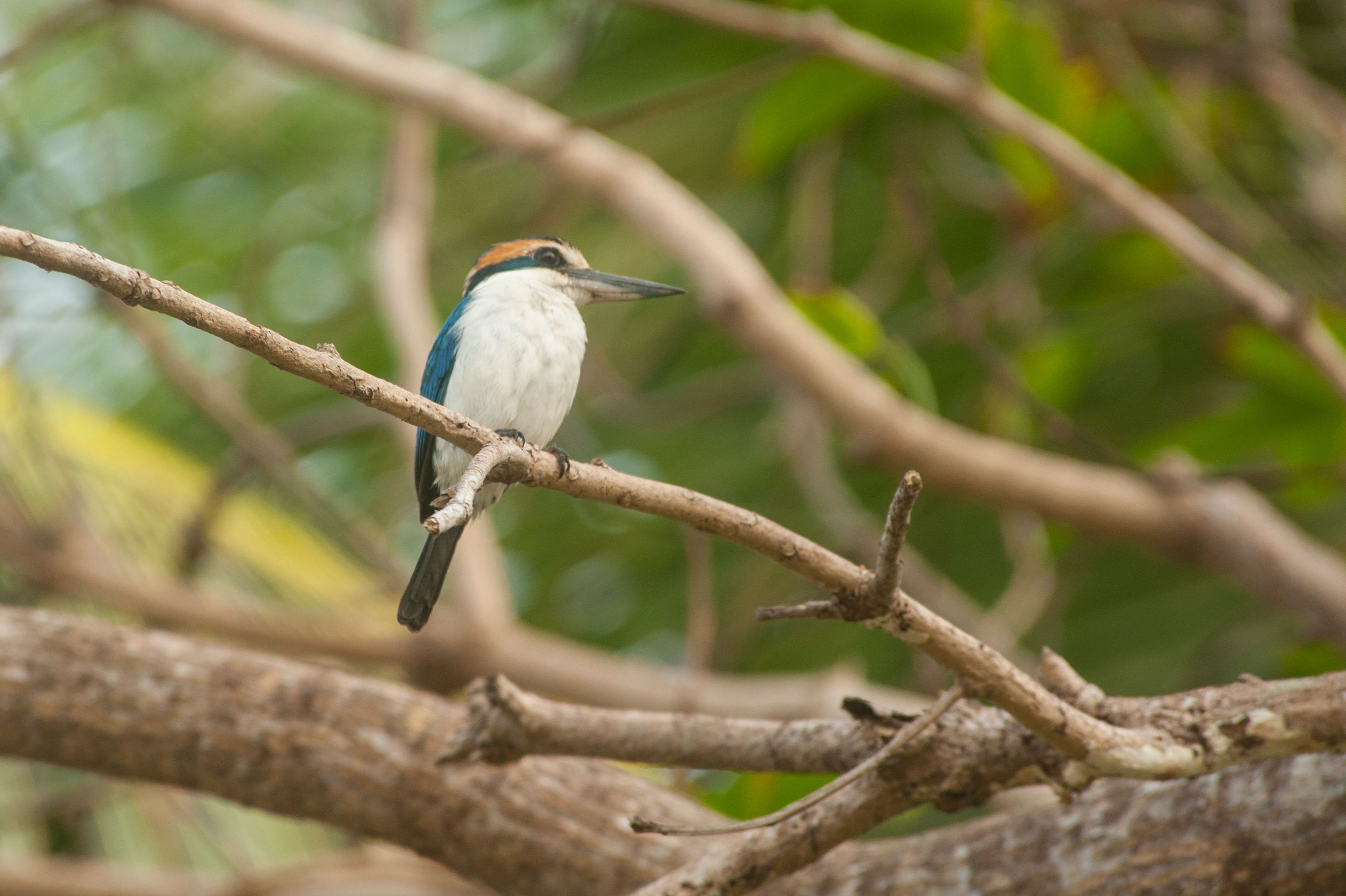 Birds are the most abundant and diverse animals in American Samoa, as they are on most oceanic islands.