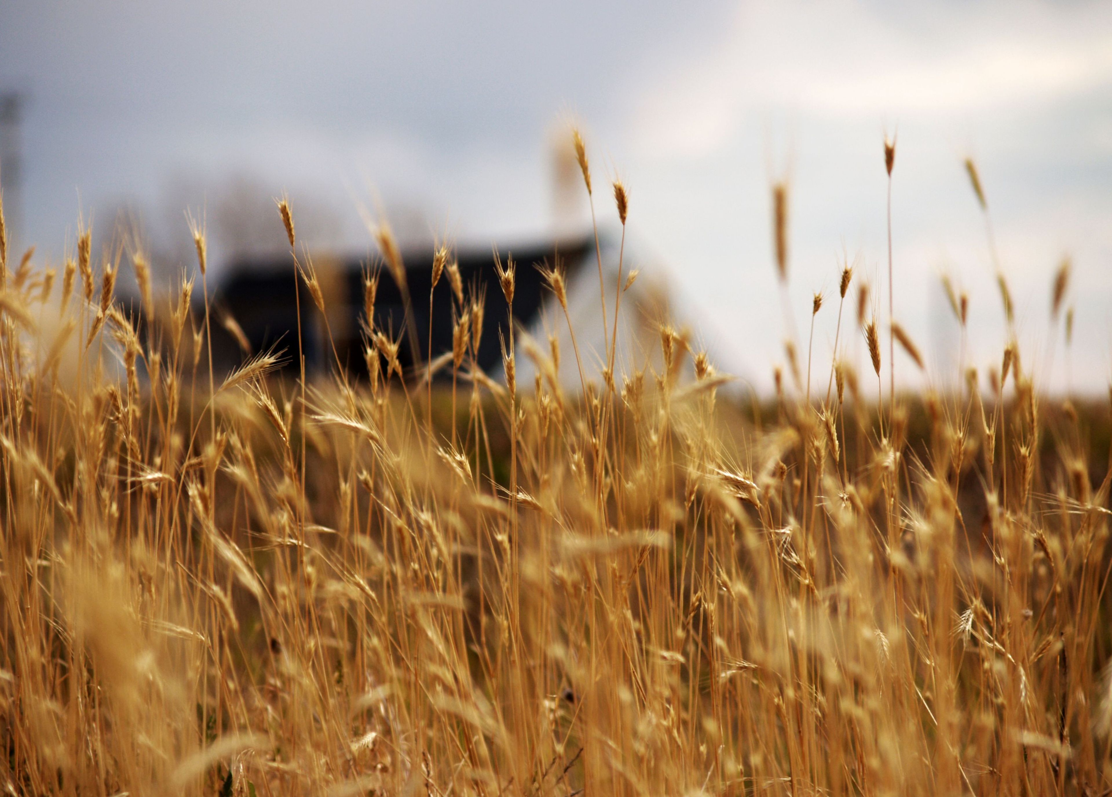 Church seen through a field of prairie grass.