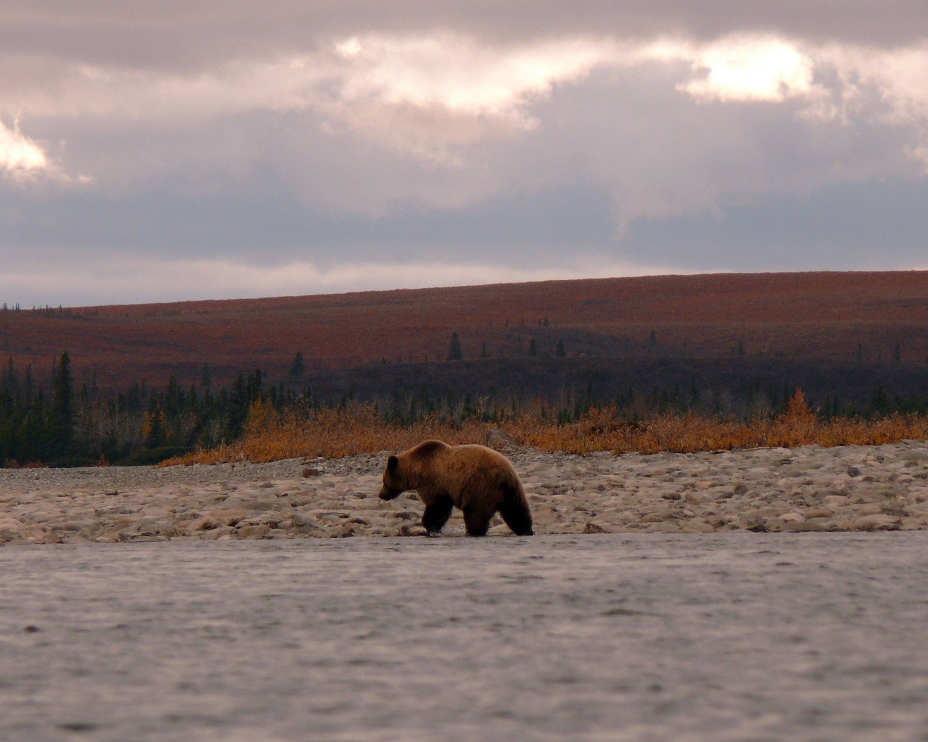 The profile of this grizzly on the Noatak River shows a nice example of the hump of muscle between it's shoulders. That muscle makes grizzlies good diggers.