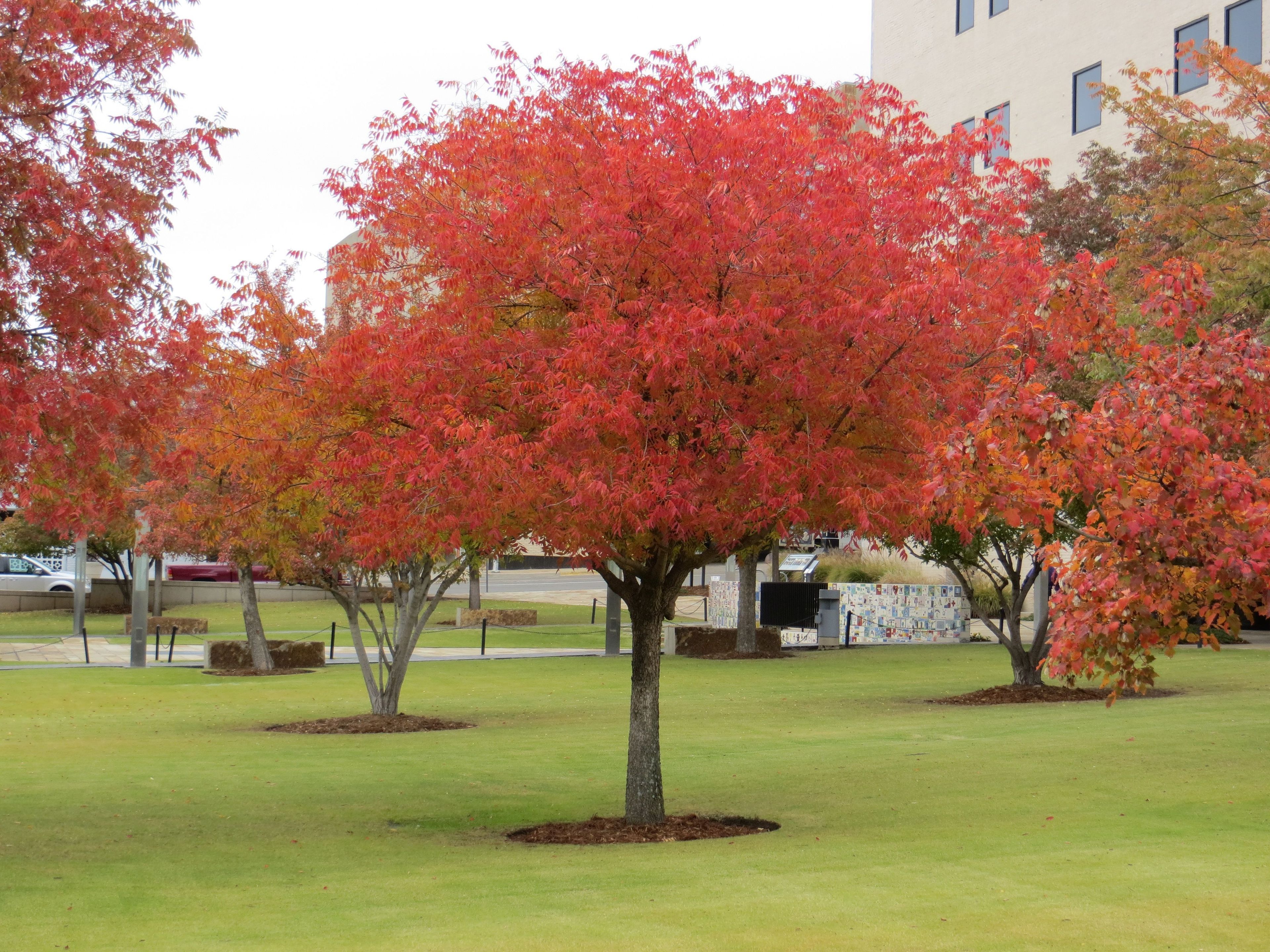 This Chinese Pastiche is located in the small orchard that was planted in recognition of the over 12,000 rescue workers who responded to the bombing. Its vibrant hues draw attention to the tremendous work these heroes accomplished.