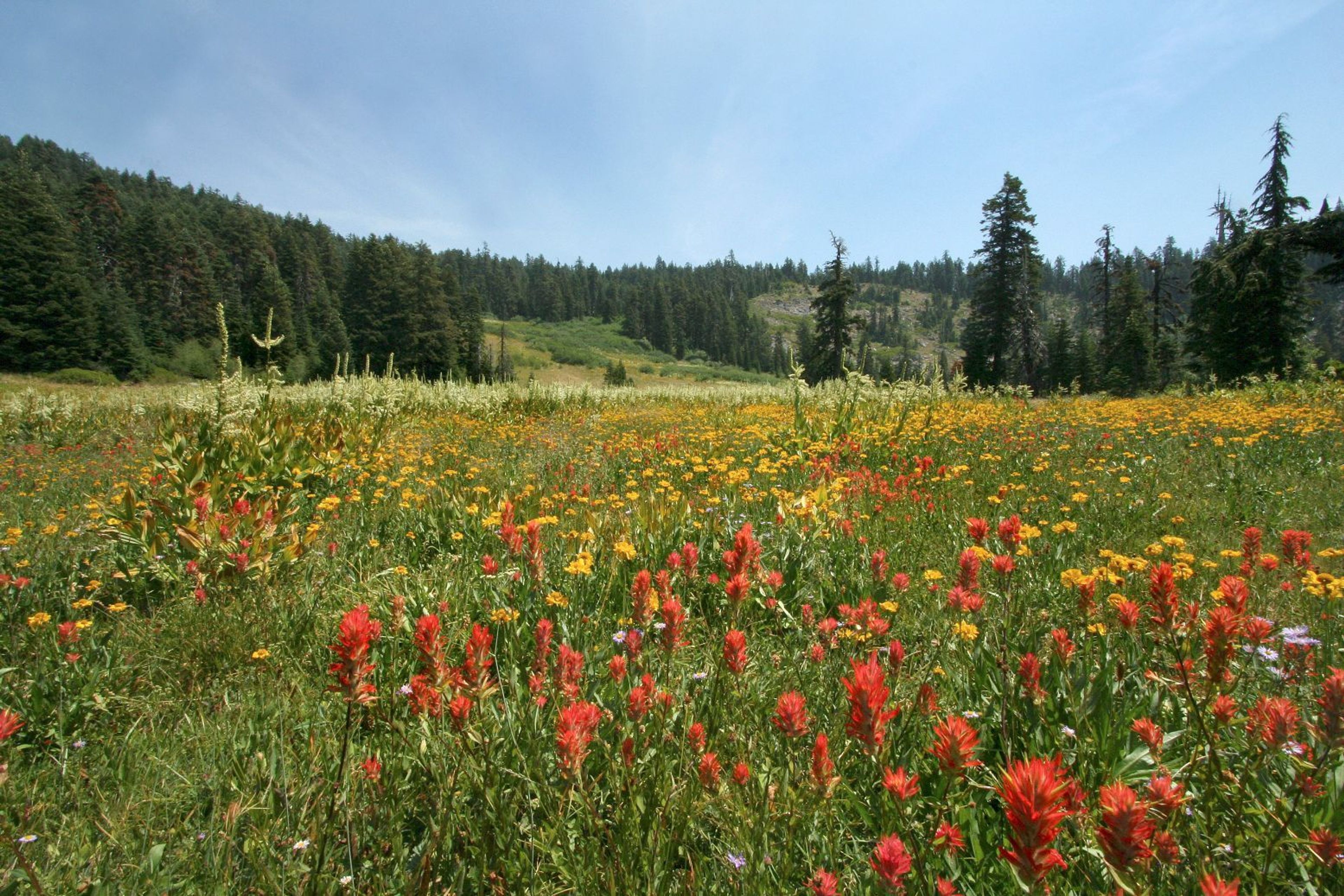 Mountain Meadows at Bigelow Lakes at Oregon Caves National Preserve