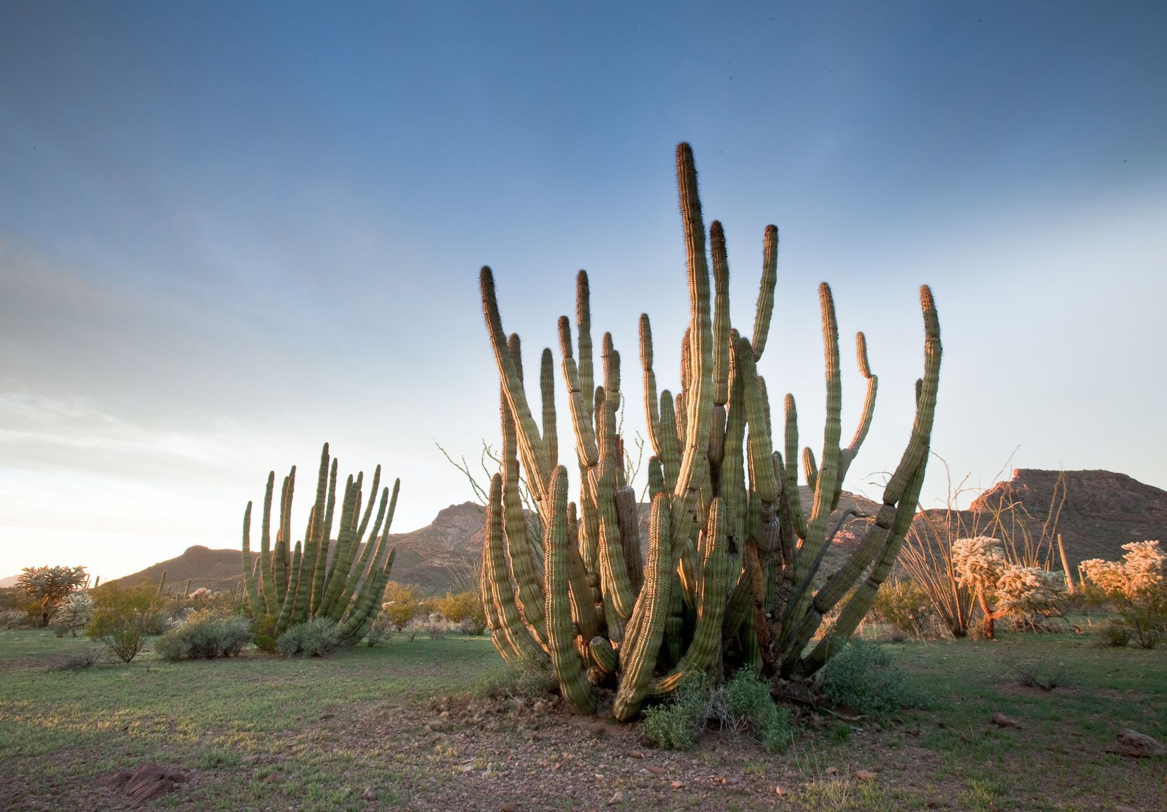 Experience the only place in the US where the Organ Pipe Cactus naturally grows