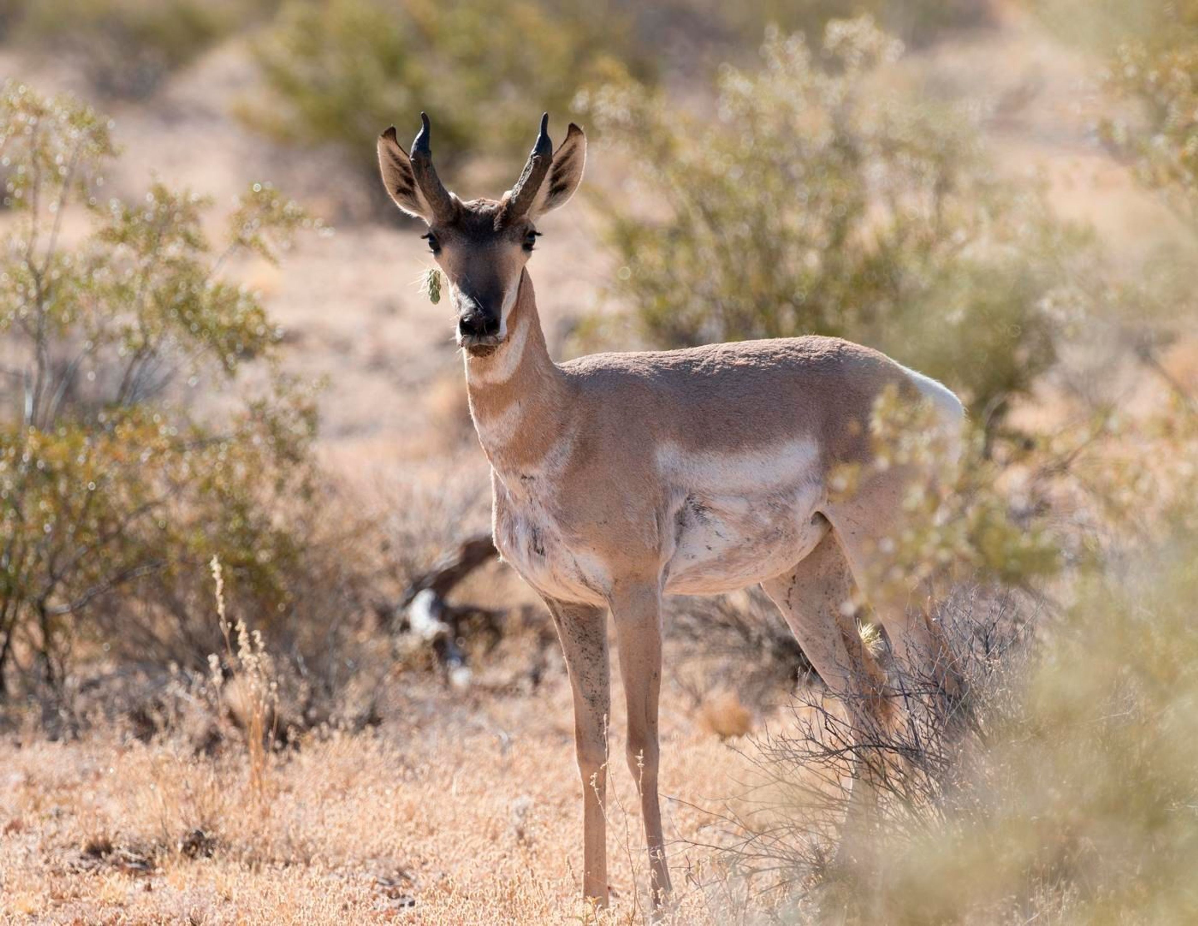 Experience the wildlife of the most biodiverse desert in North America