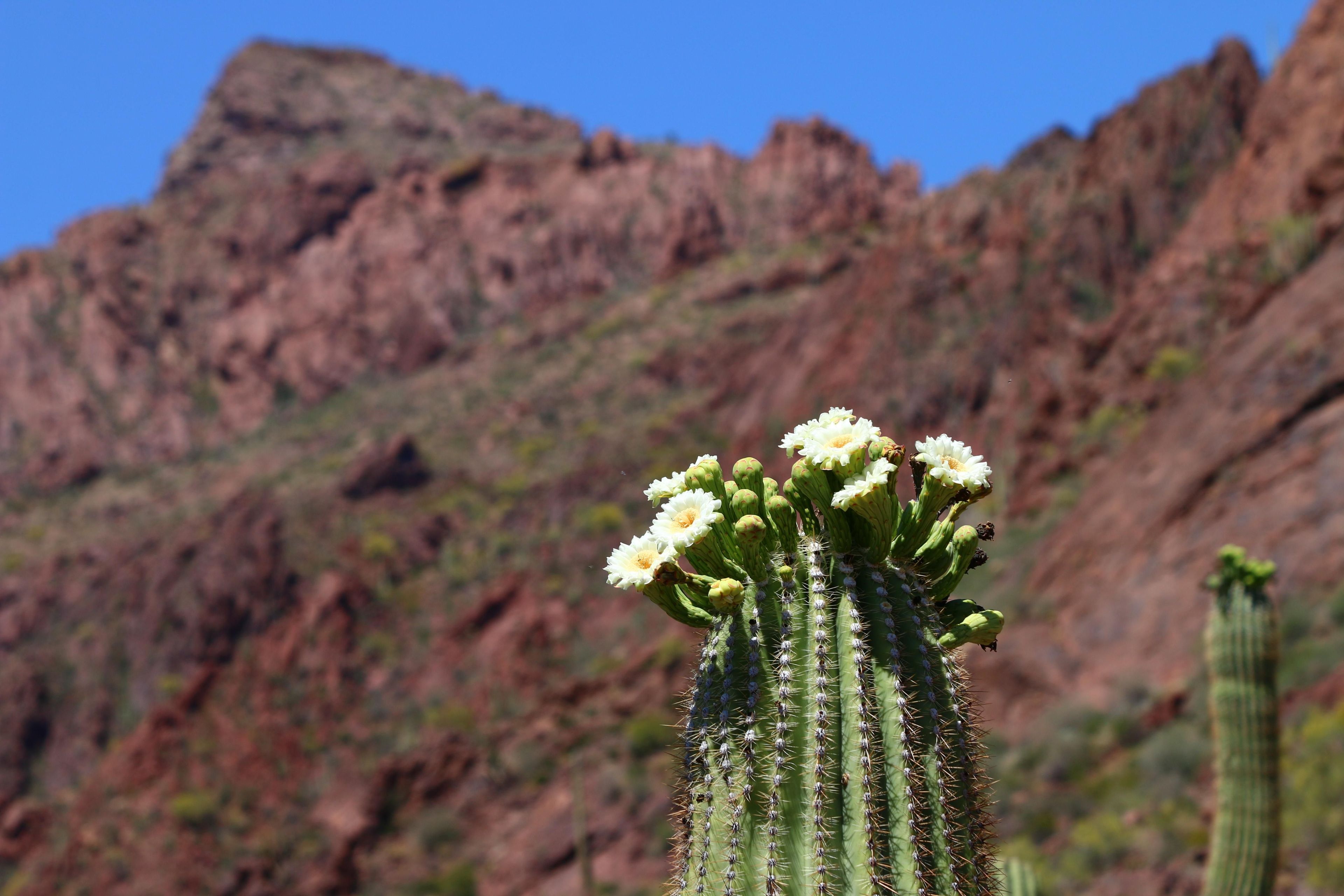 Experience the rich assemblage of cacti at Organ Pipe Cactus.