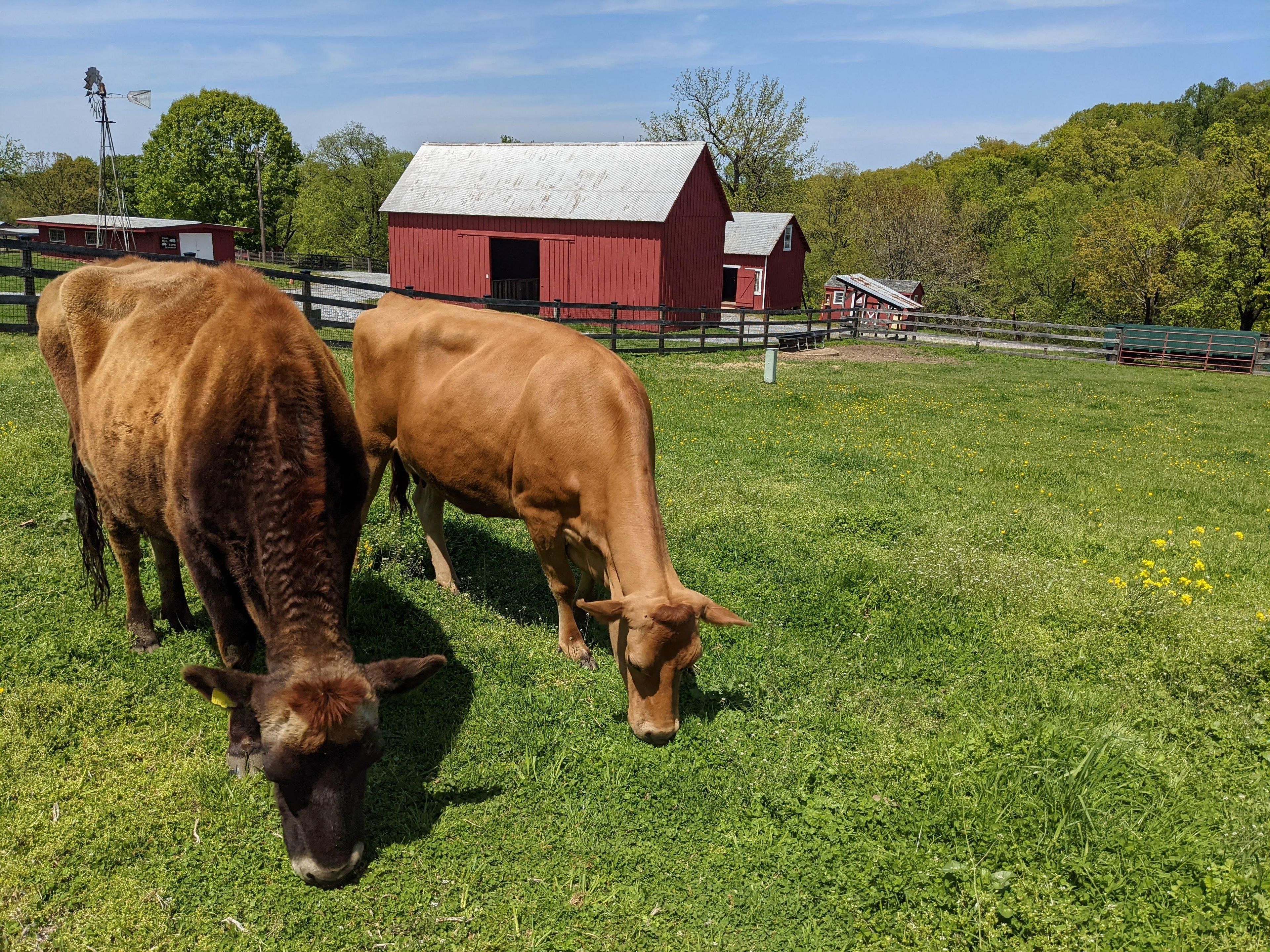 Two Jersey cows graze in their pasture