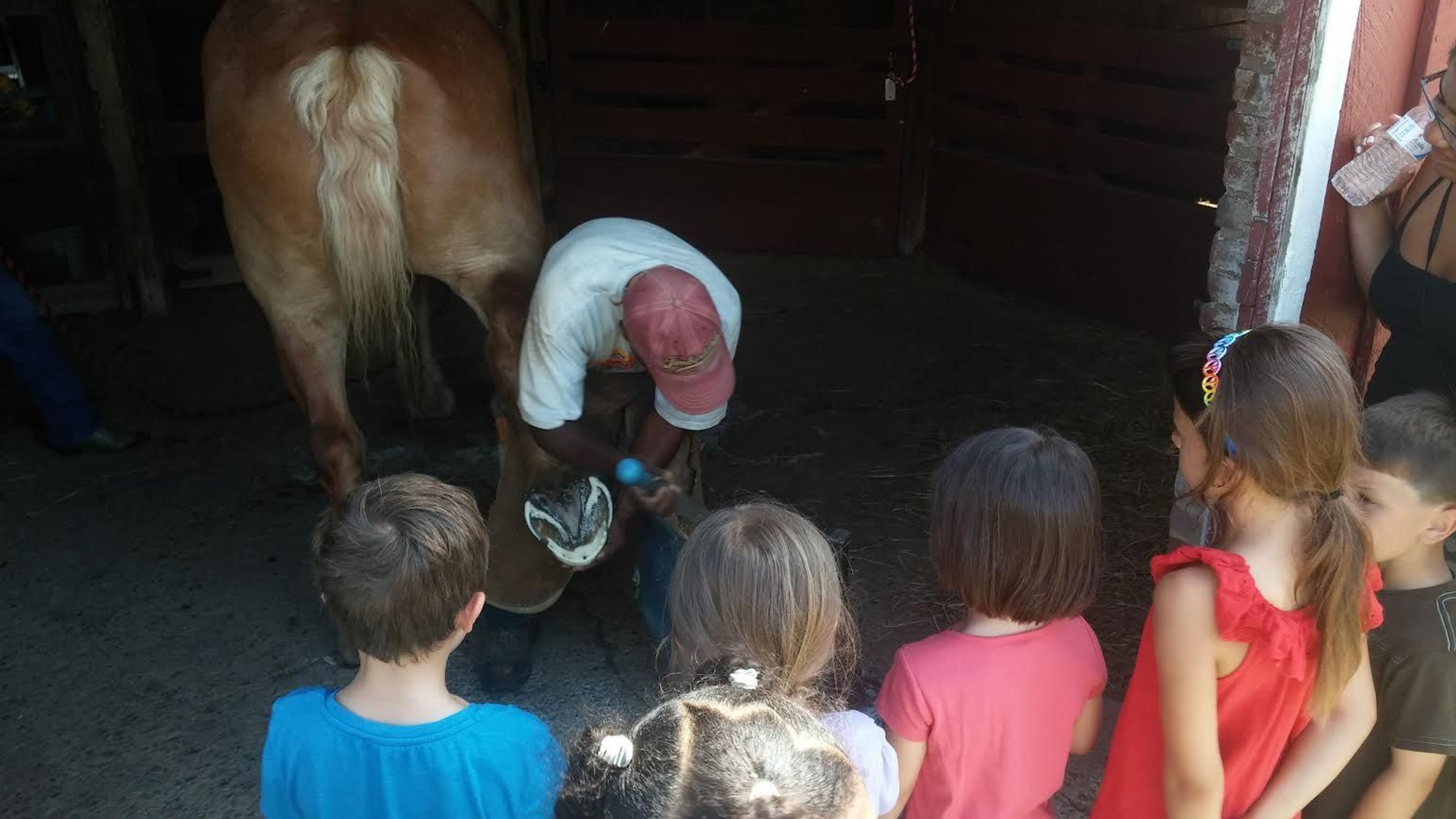 Our farrier regularly maintains the hooves of the horses at Oxon Hill Farm.