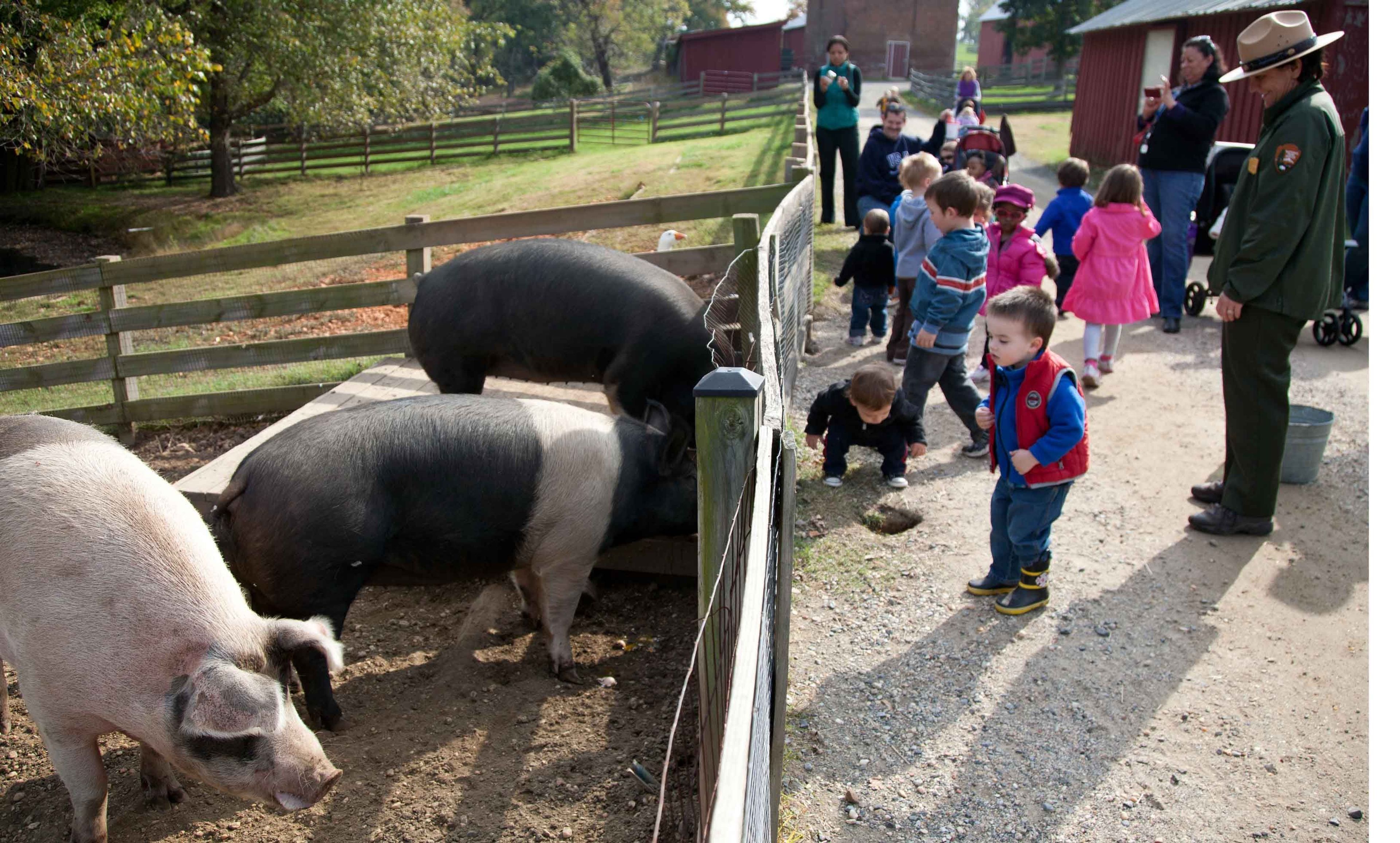 Young visitors meet the pigs at Oxon Hill Farm.