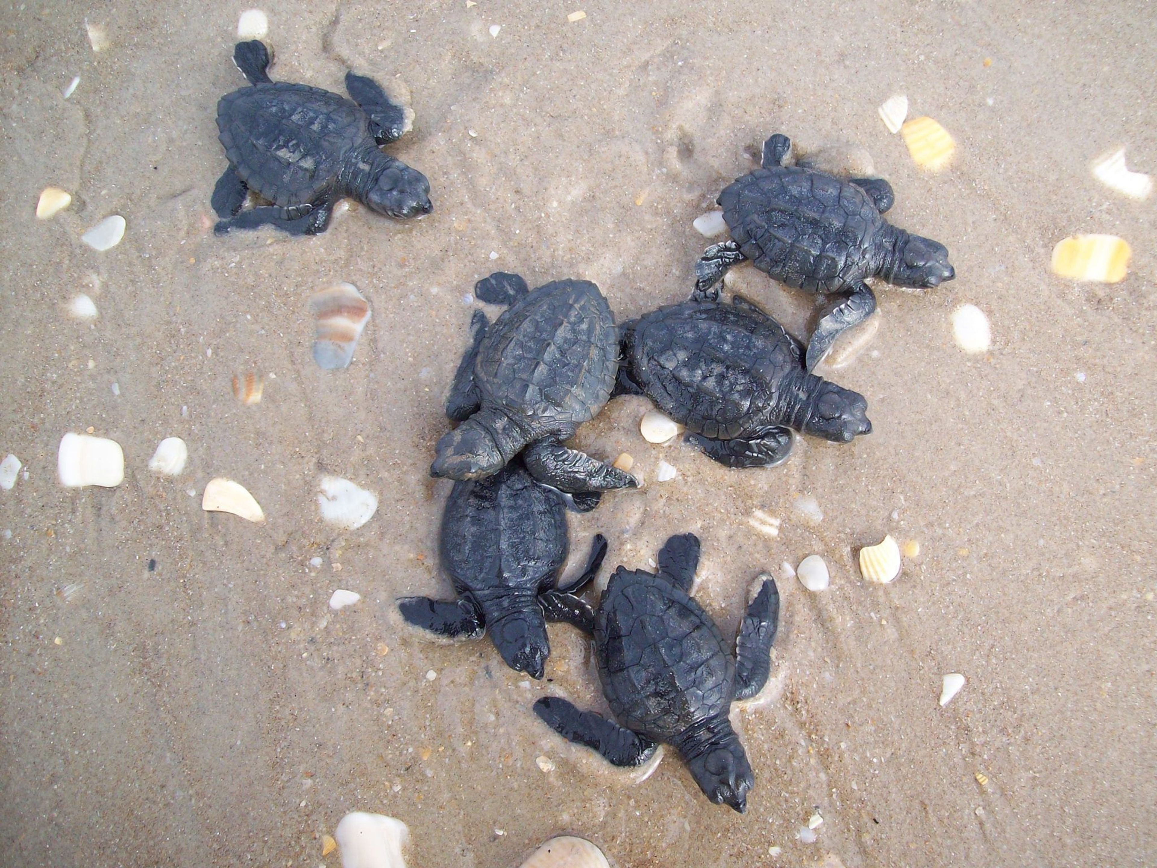 Thousands of visitors come to the park each summer to watch newborn Kemp's ridley sea turtle hatchlings get released into the Gulf of Mexico.