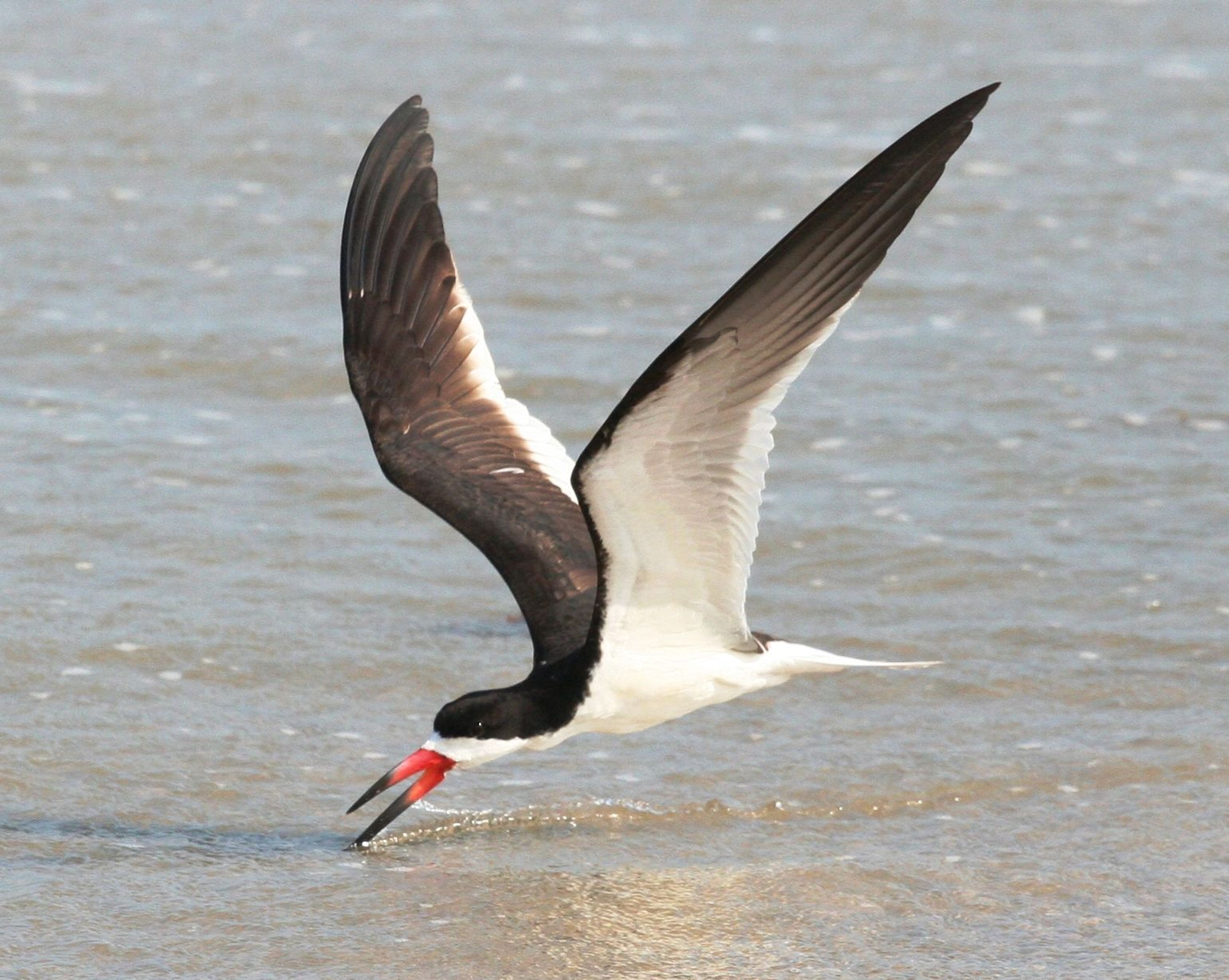 Over 380 bird species have been found at the park, making it a top destination for birders from around the world.