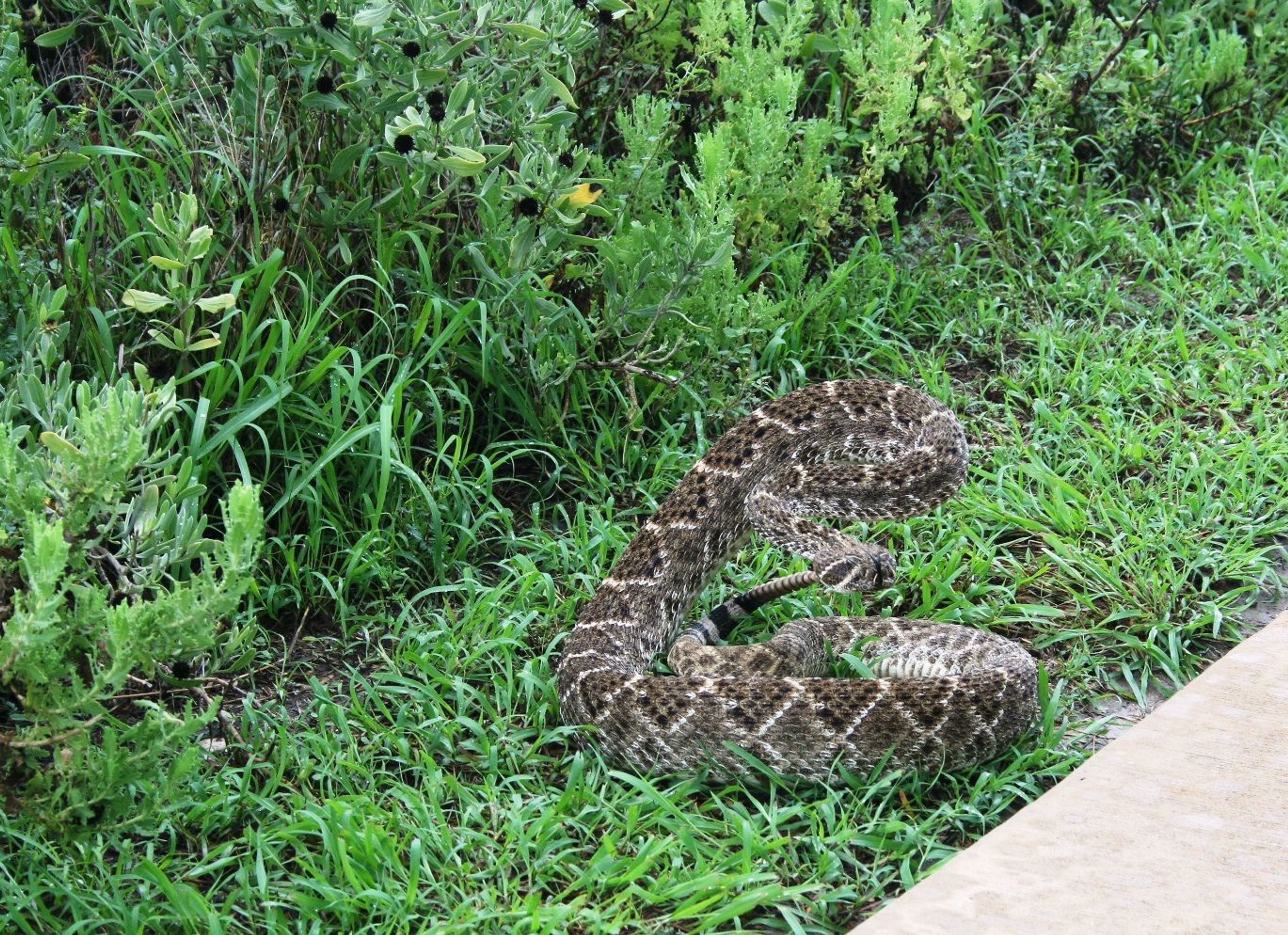 Rattlesnakes will let you know when you get too close.