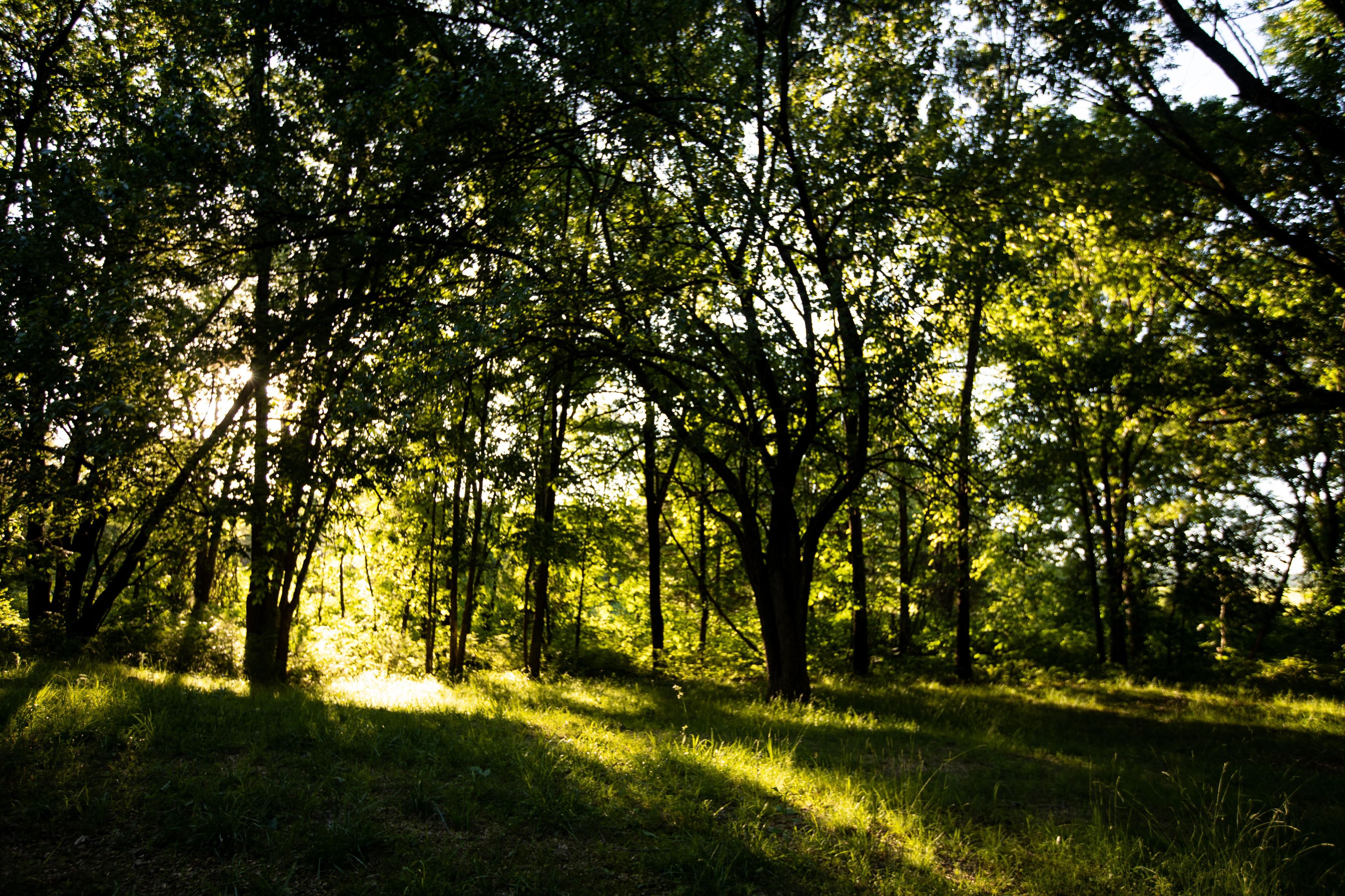 Photo taken at sunset showing the deep green trees.