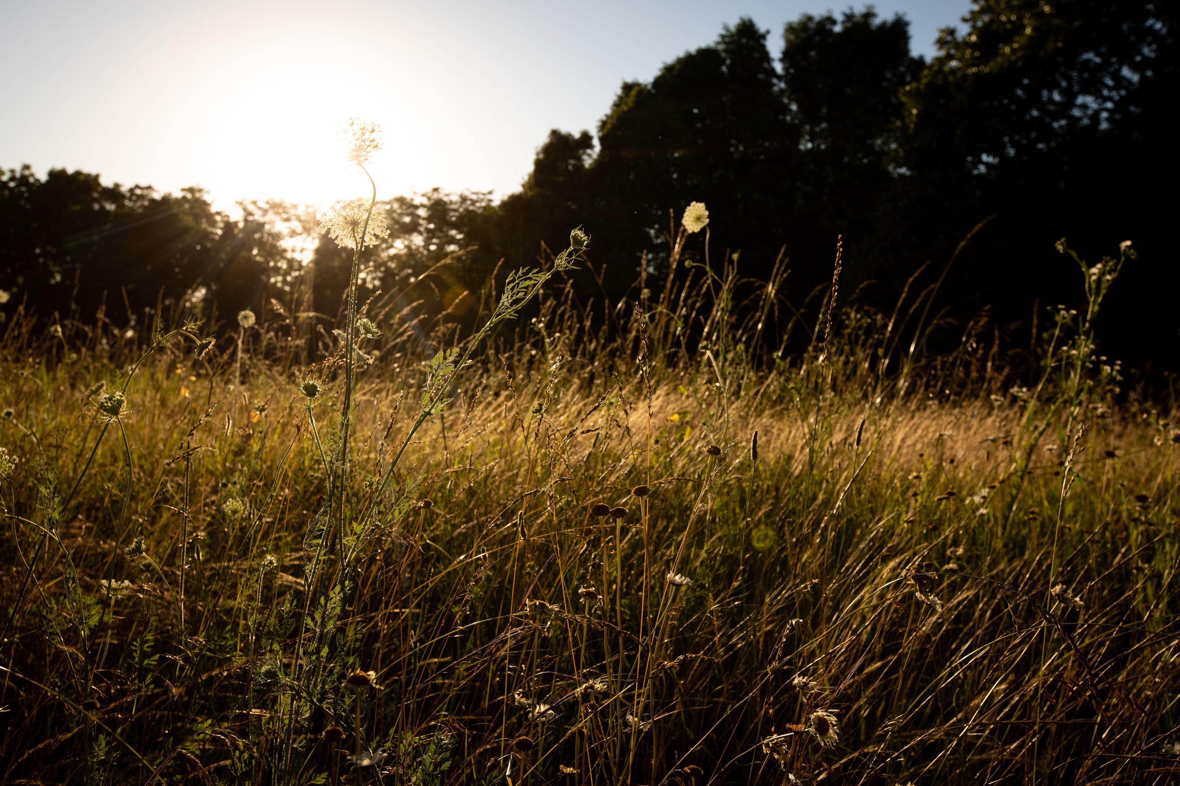 Silent Field is a photo that shows the sun setting over the golden grass of the battlefield. Men fought and died in this field, on a cold day in March of 1862.