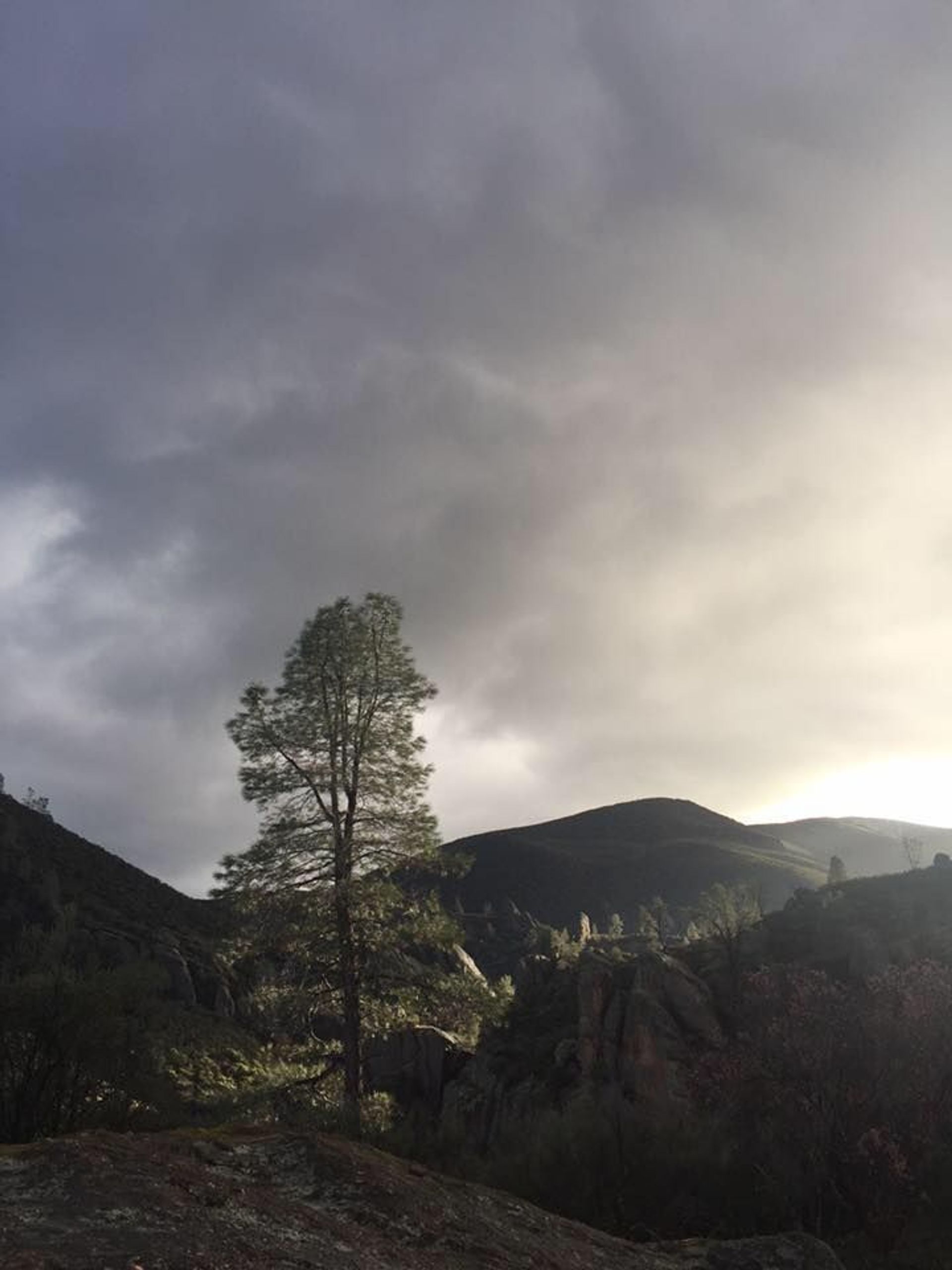 Light illuminates a tree on a rainy day, seen from the Resurrection Wall.