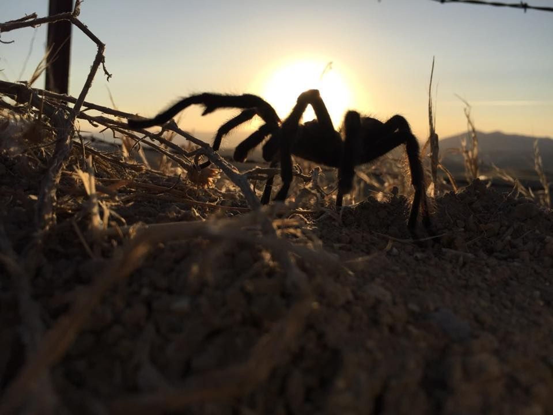 A Tarantula crawls in the wild.