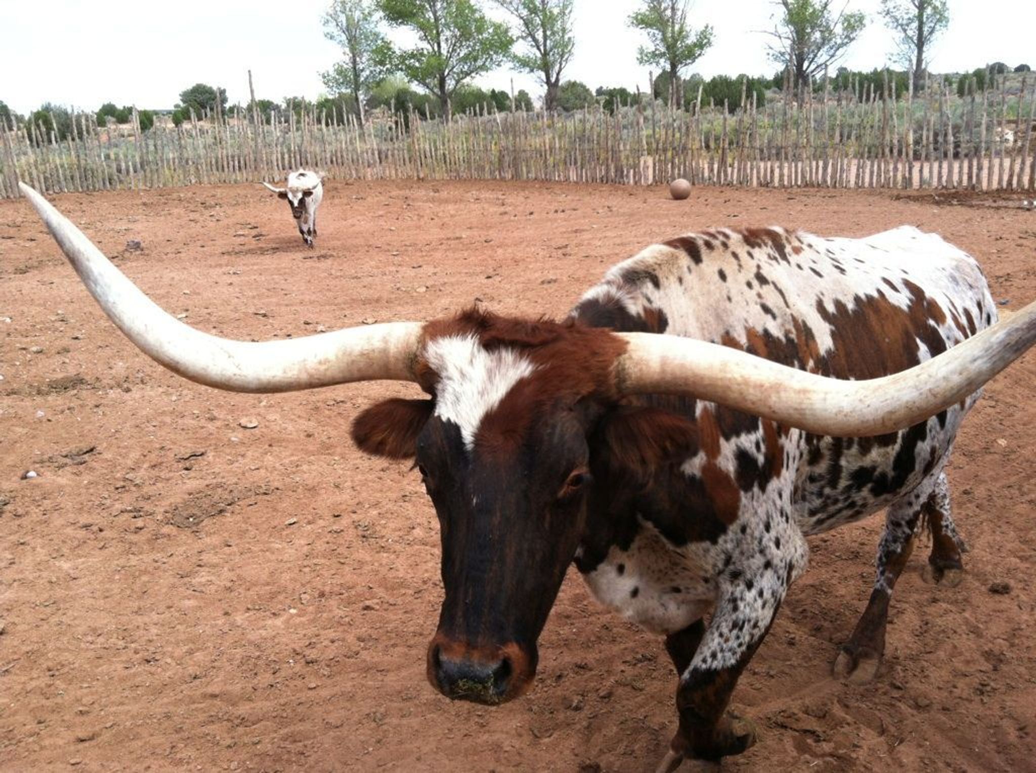 Whitmore and Tess, two Texas Longhorns, greet visitors. Longhorns were brought to Pipe Spring in the 1860s.