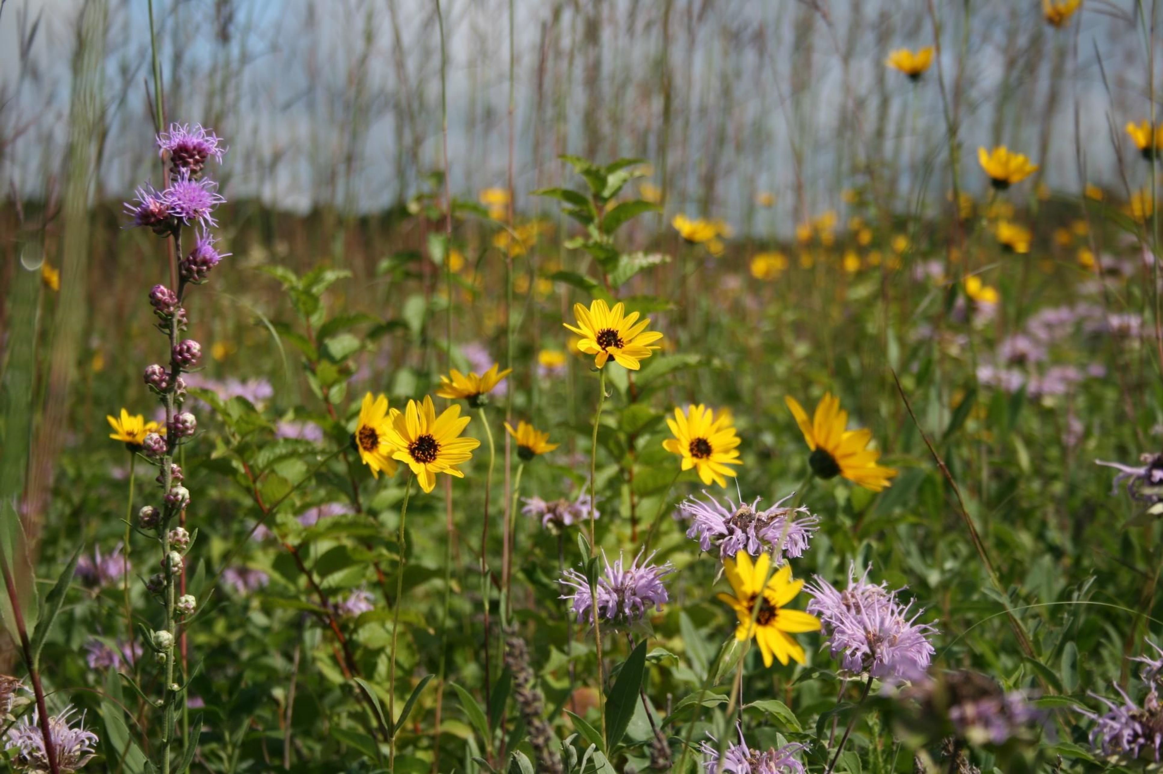 The tallgrass prairie is an explosion of color spring through fall