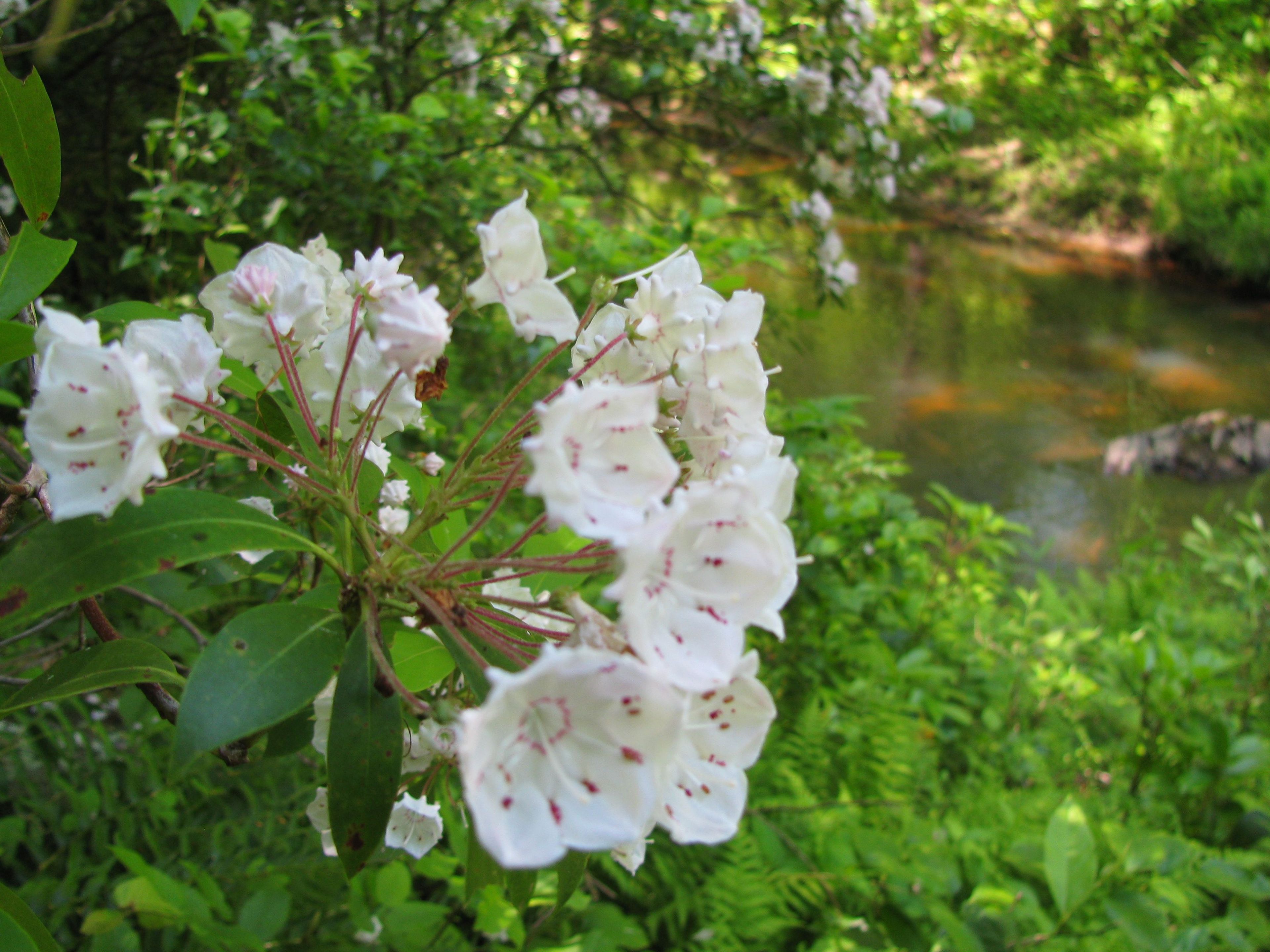 Mountain Laurel can be spotted throughout the park.