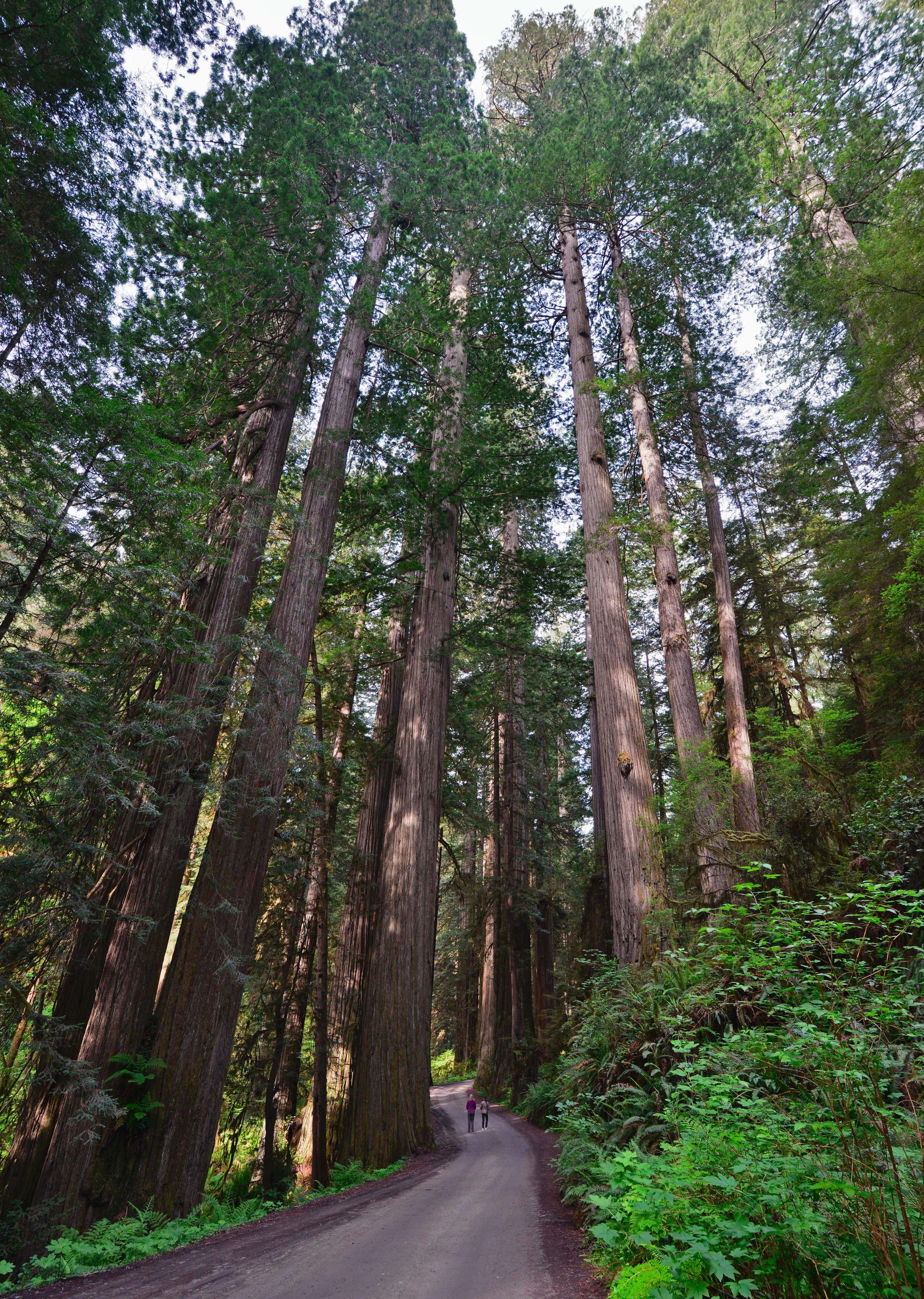 With a small car, you can expericne close-up Redwoods along a century old, narrow road.