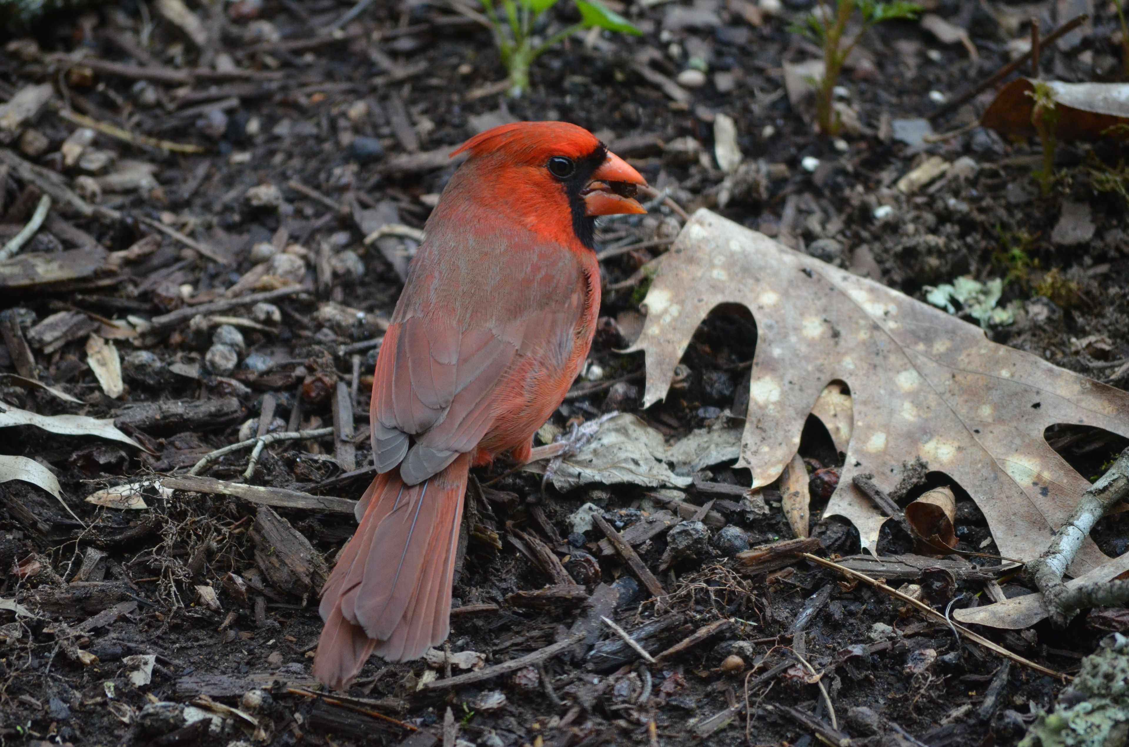 Russell Cave is site 44 on the Alabama birding Trail.