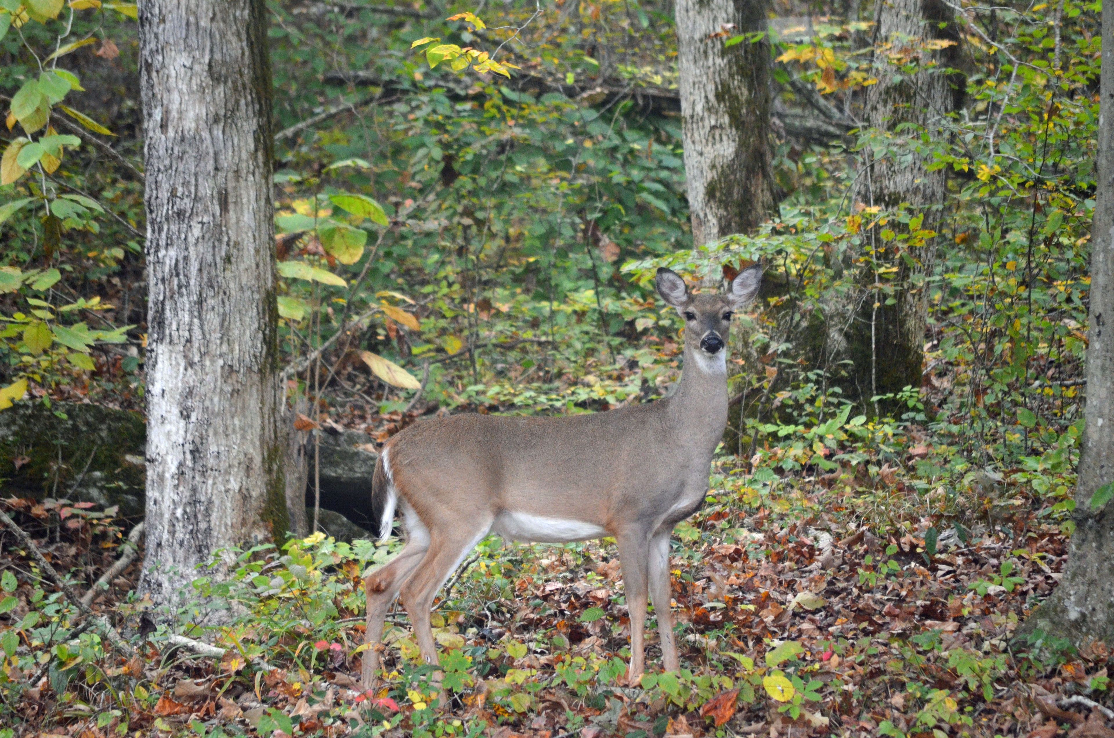 For a park of its size, Russell Cave National Monument has a diverse landscape that provides a remarkable habitat for wildlife observation.