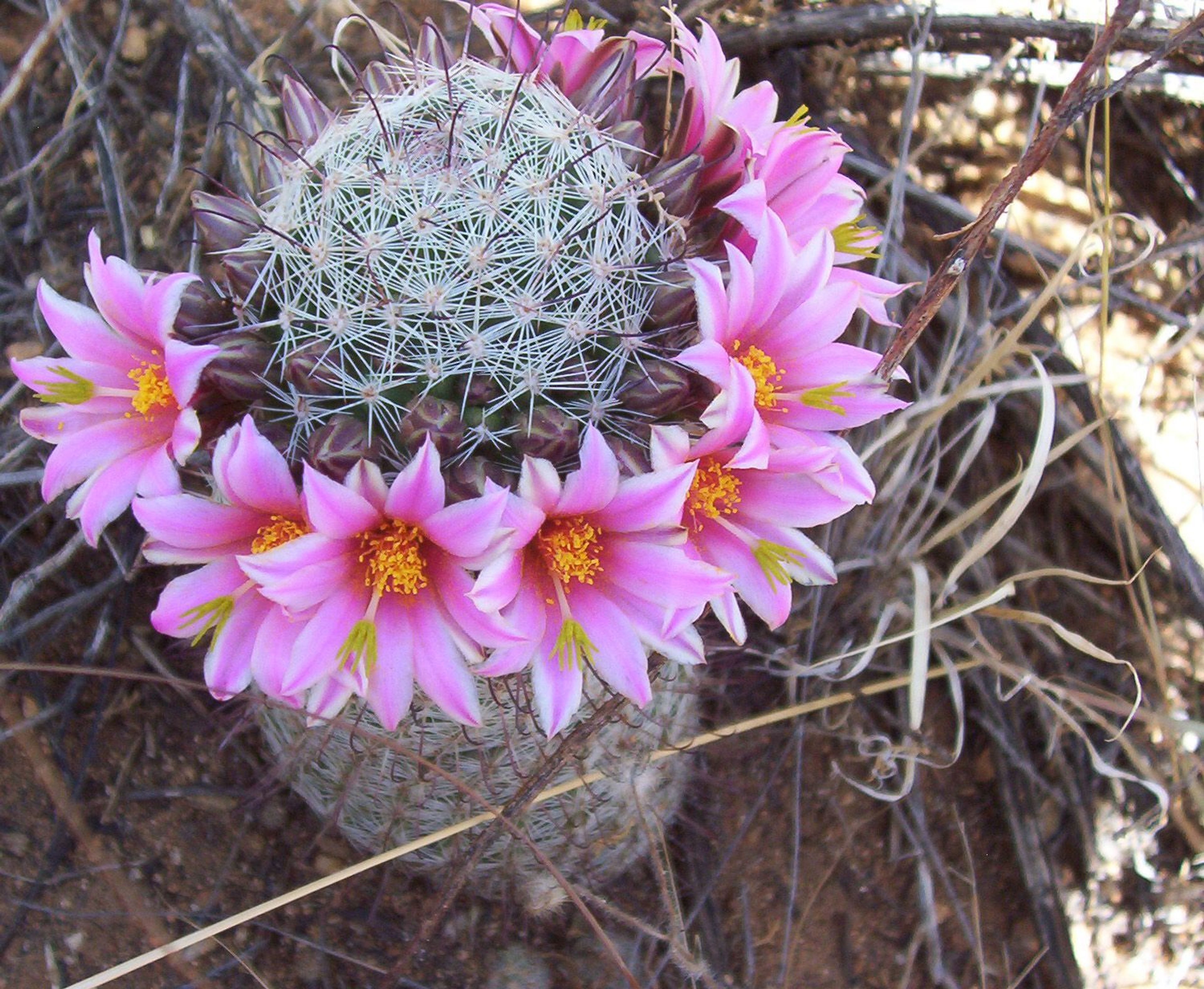 Wildflower season at Saguaro National Park is at it's peak in the month of MArch. The Pincushion cactus, however, blooms April through August.