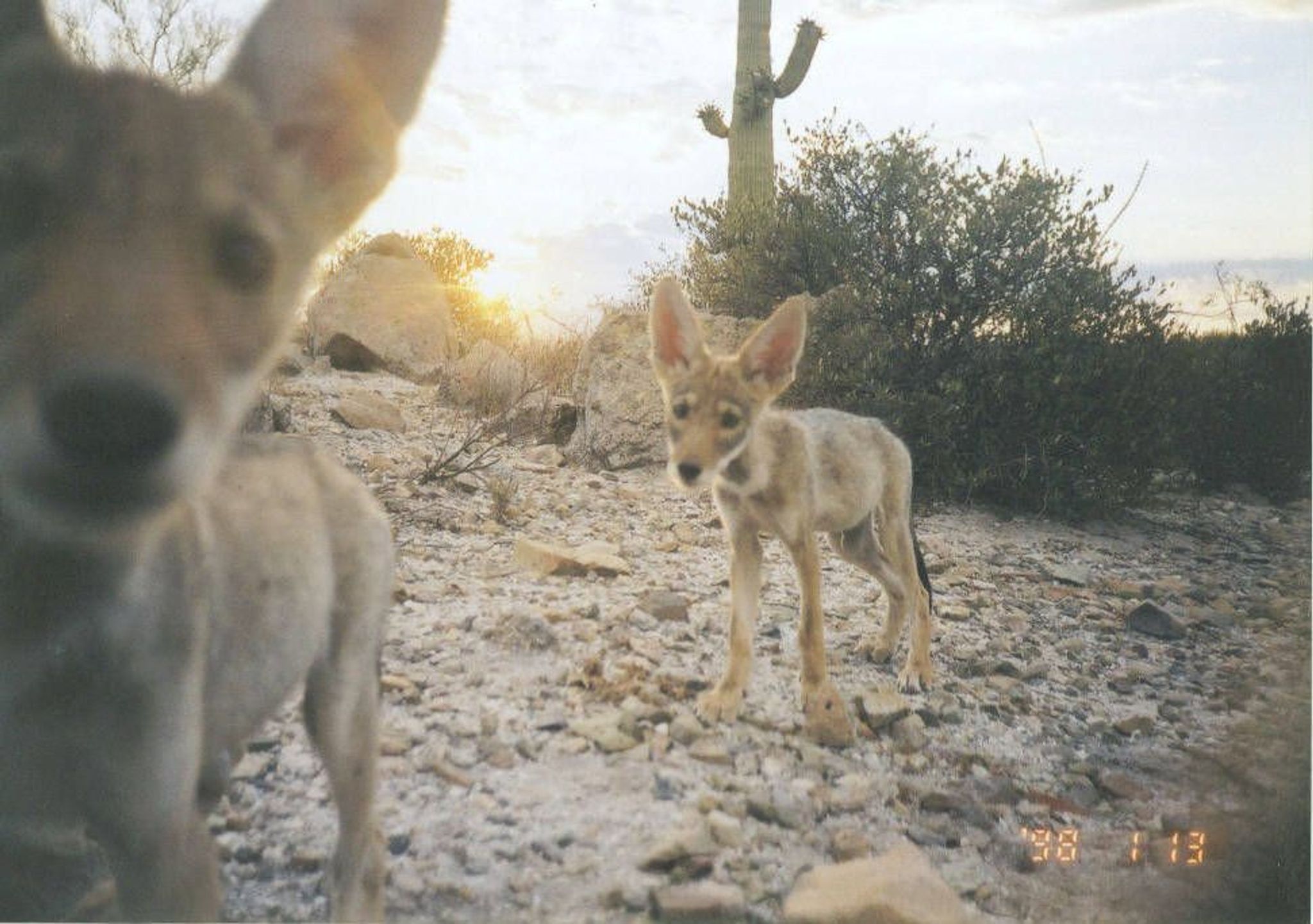 Saguaro National Park has a vast variety of wildlife, and with the help of wilderness cameras, can be photographed to help with studies and for visitors to learn about animals only seen by chance.