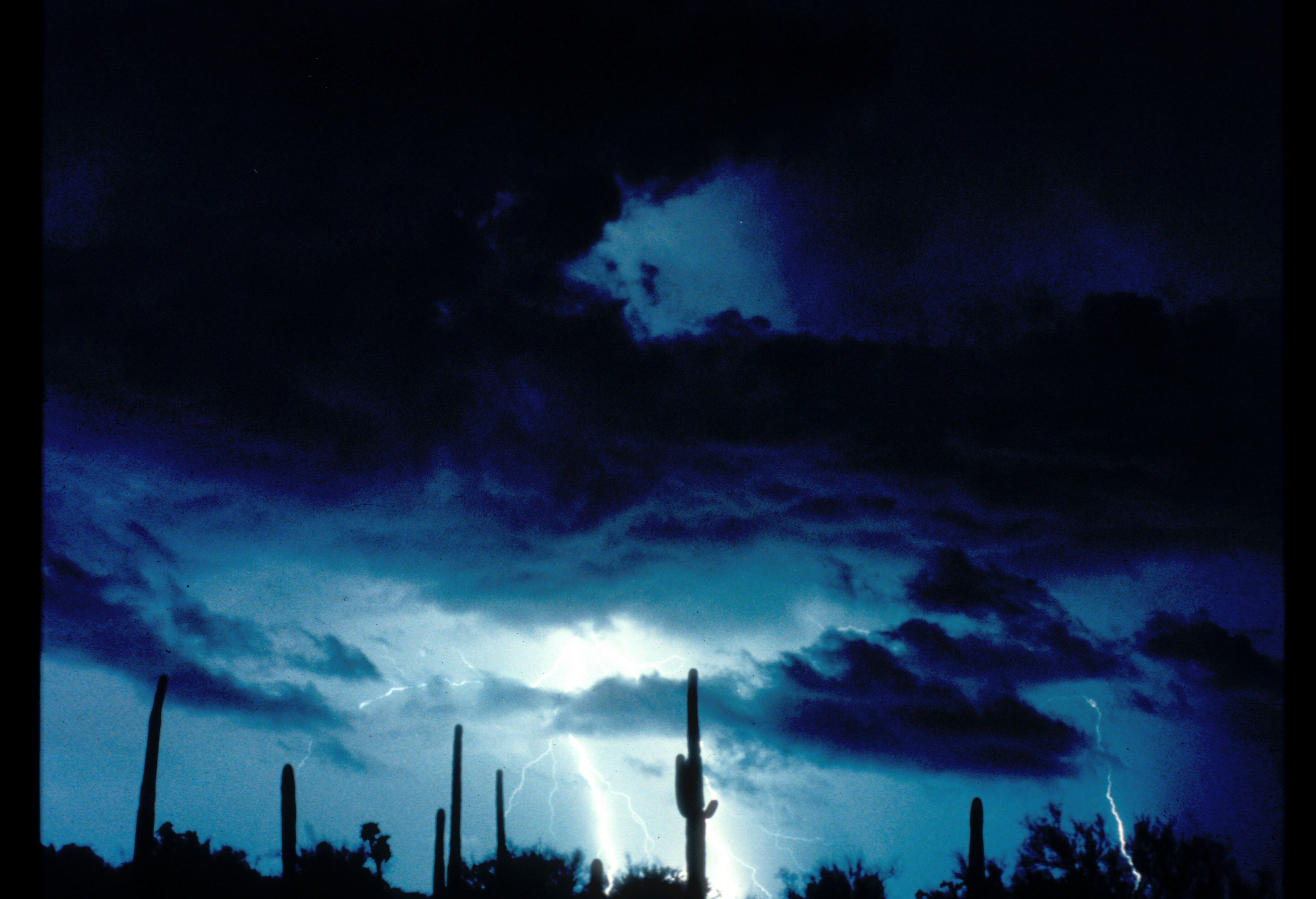 Saguaro deaths are usually attributed to natural weather conditions and other natural phenomena. Specifically, lightning strikes have been known to strike saguaros due to the large amount of water stored within their fleshy tissue.