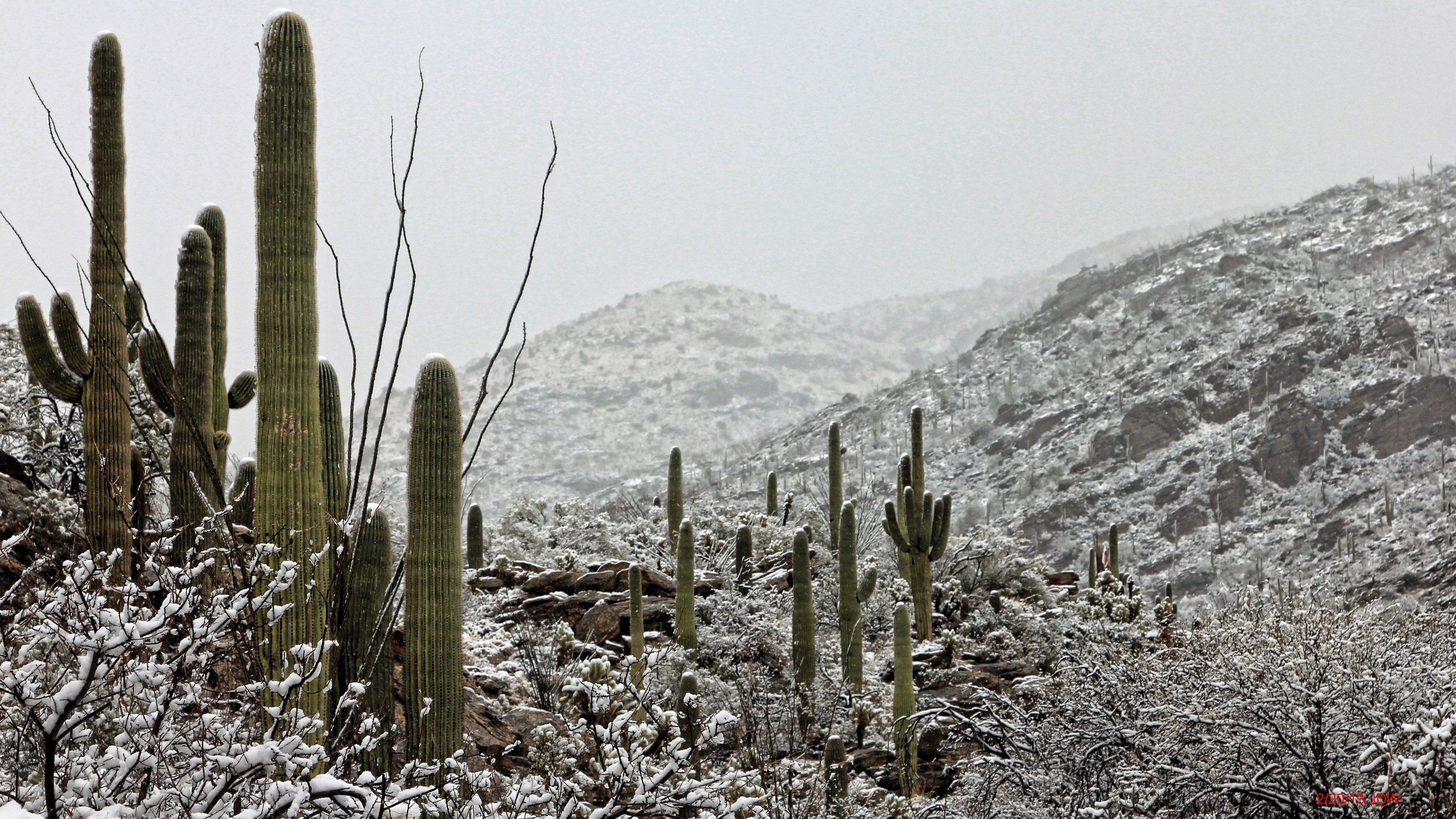 Saguaro National Park summers can be extremely hot with temperatures exceeding 105 degrees F, lows averaging 72 degrees F.  Winters are mild warm days averaging 65 degrees F and cool nights averaging 40 degrees F. Snowfall is extremely rare in the area.