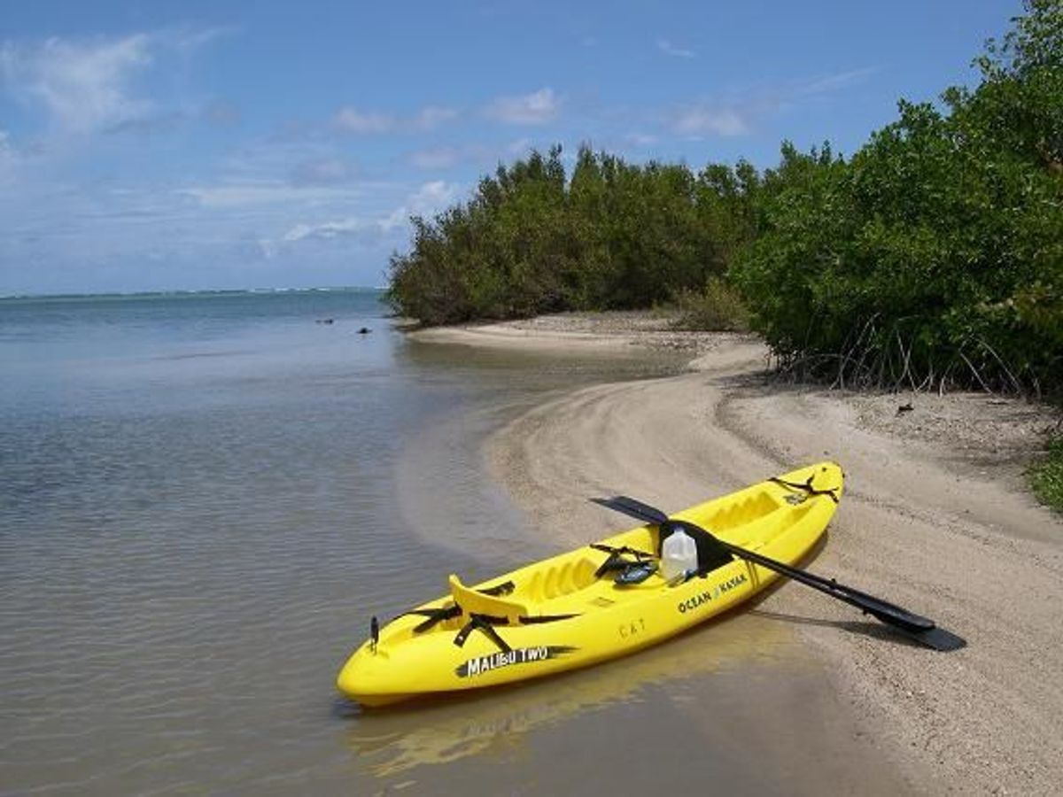 Kayaking is a great way to see our mangroves and beaches!