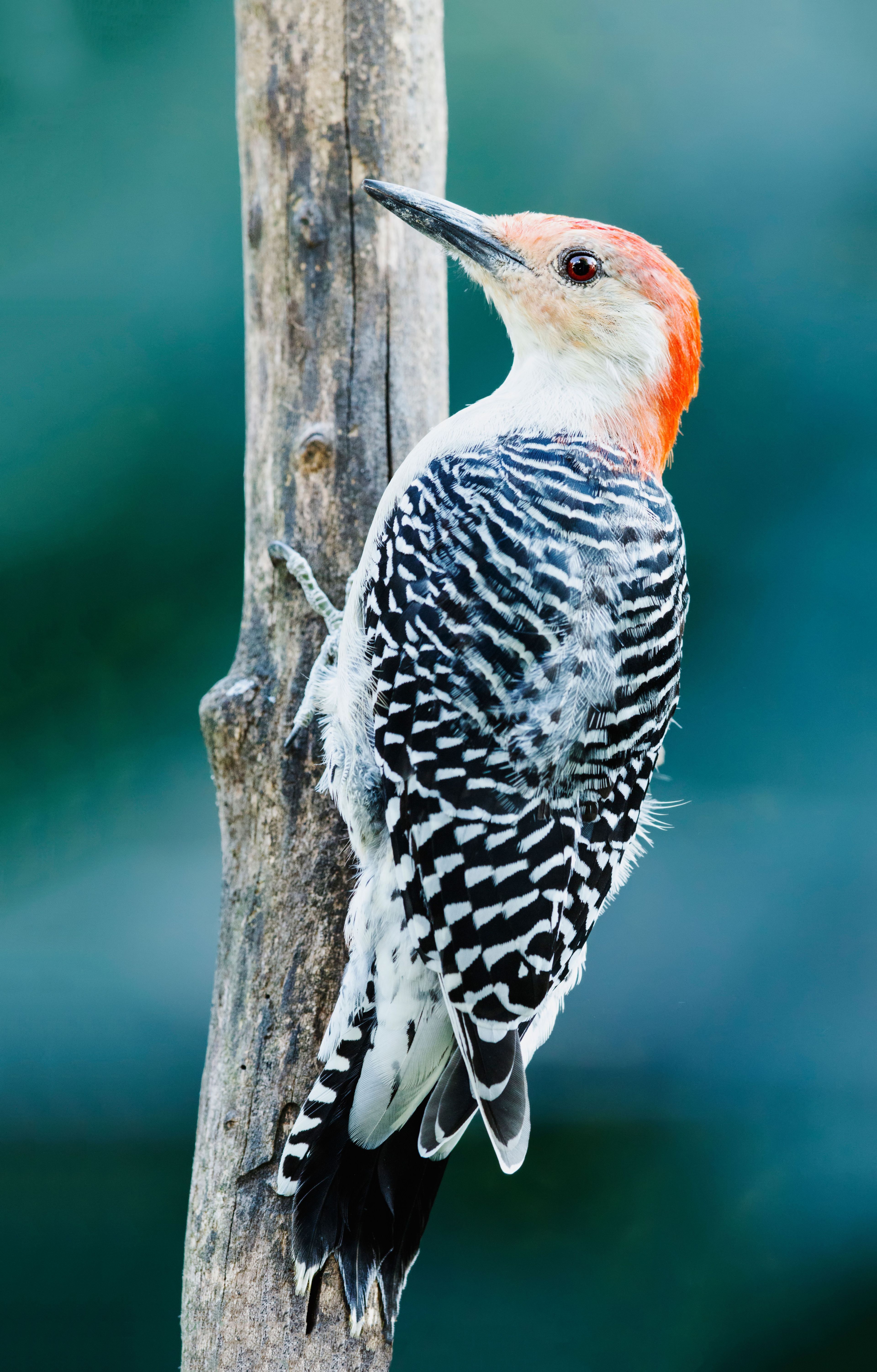 There are over 200 species of bird that call Shenandoah "home."