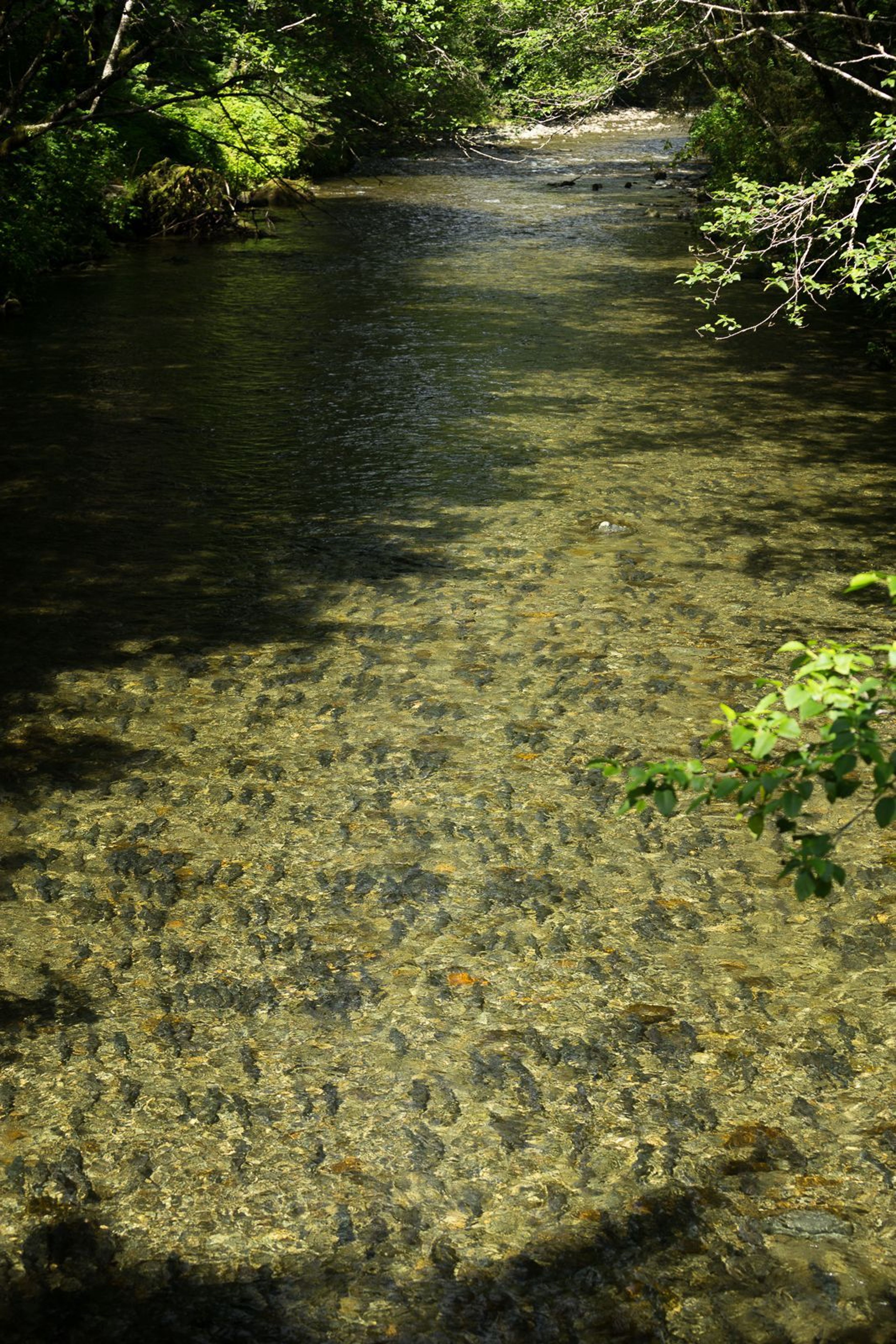 Salmon run in the Indian River from mid-July until late September.