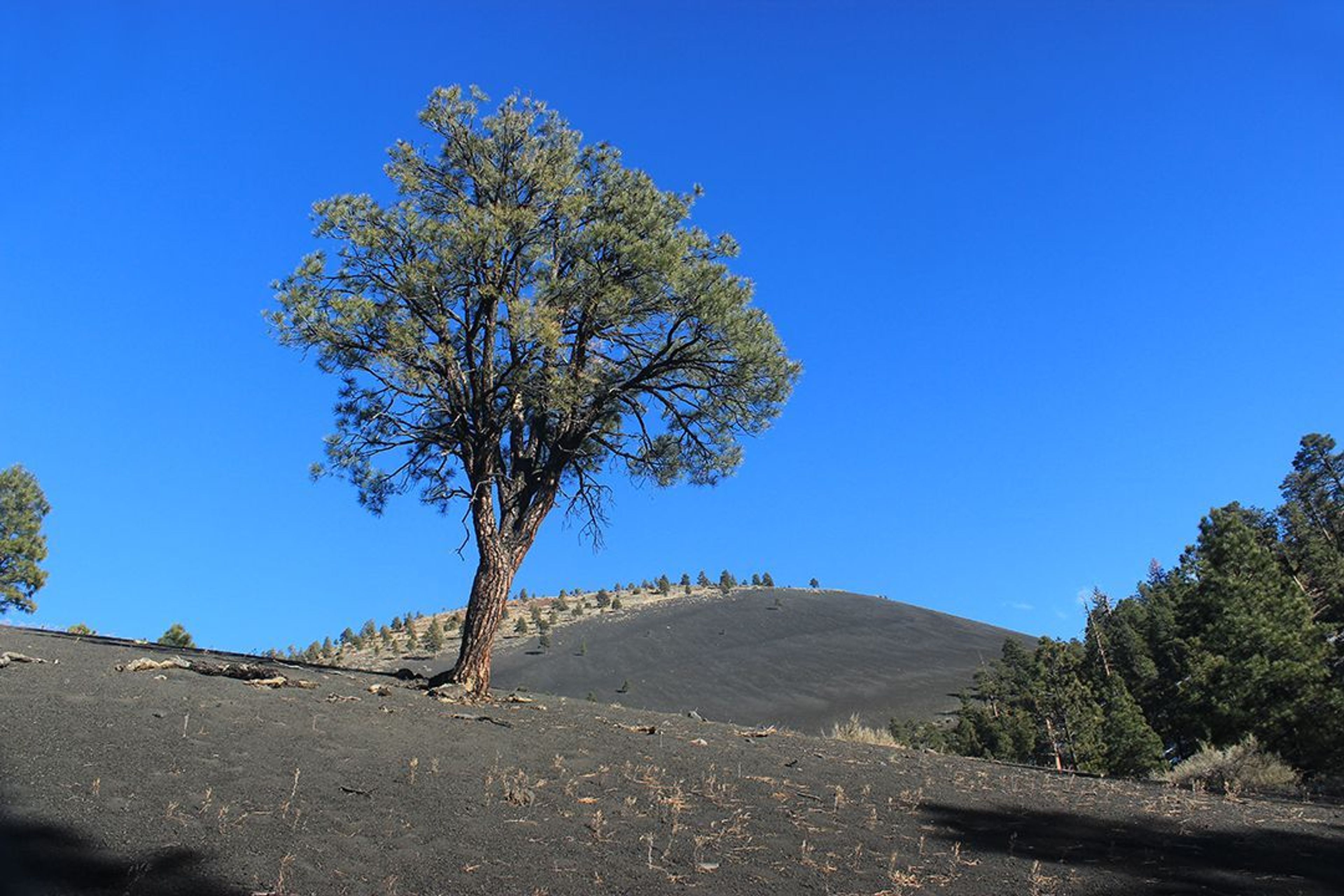 Geologists and biologists study the area surrounding Sunset Crater Volcano to better understand how landscapes recover after an eruption.