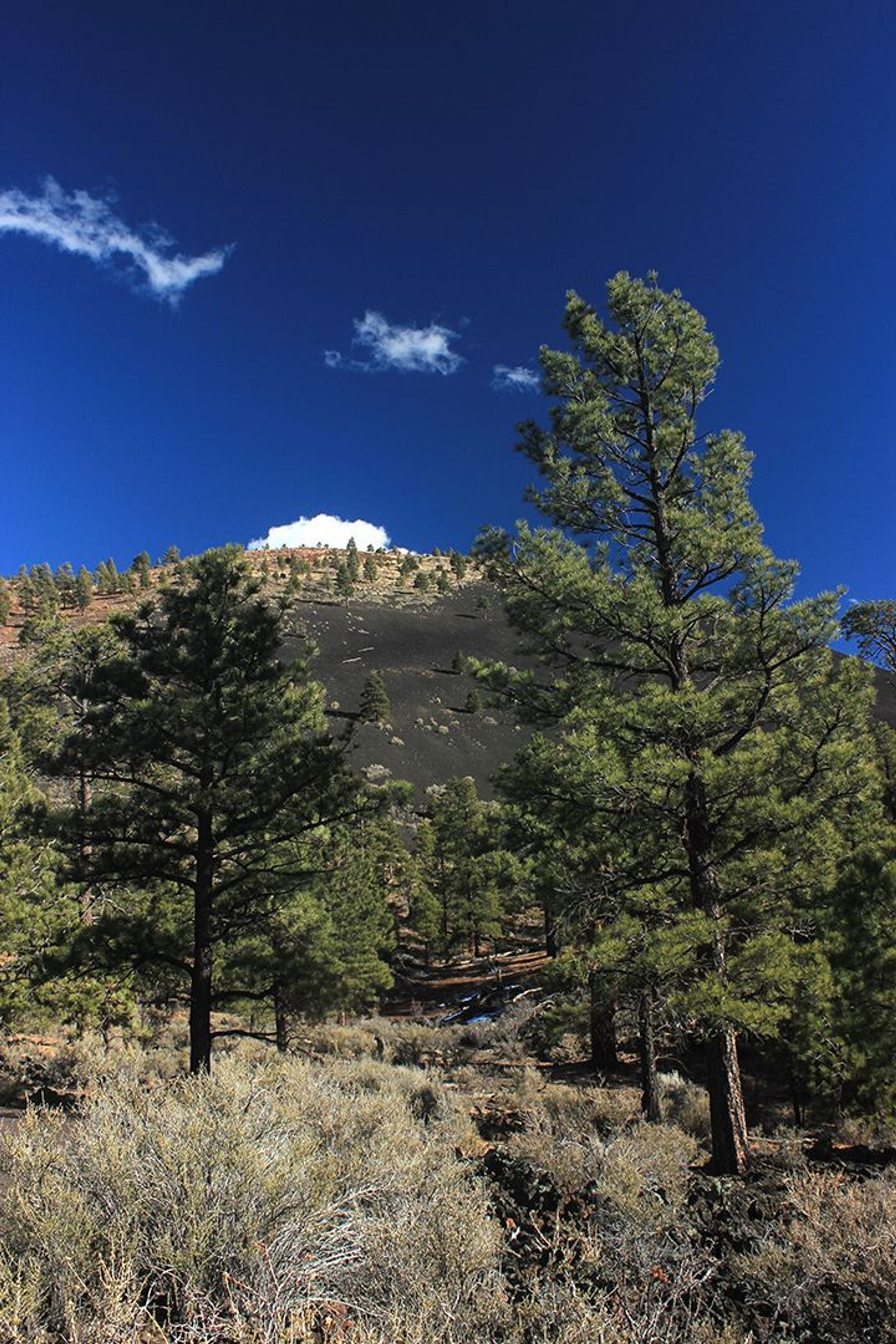 On warm days, the bark of ponderosa pine trees smells like vanilla or butterscotch.