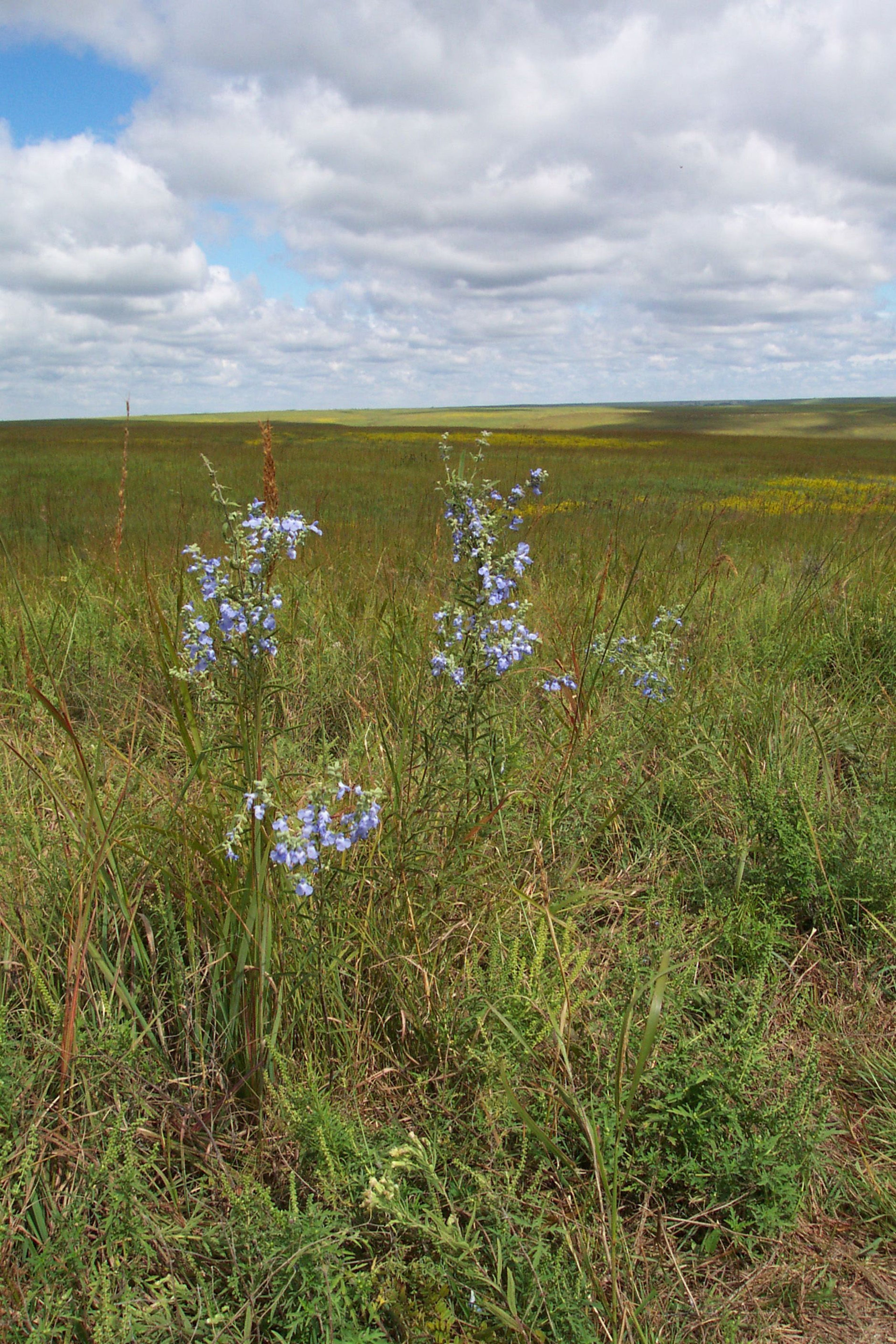 Fall is the season for another assortment of color on the prairie