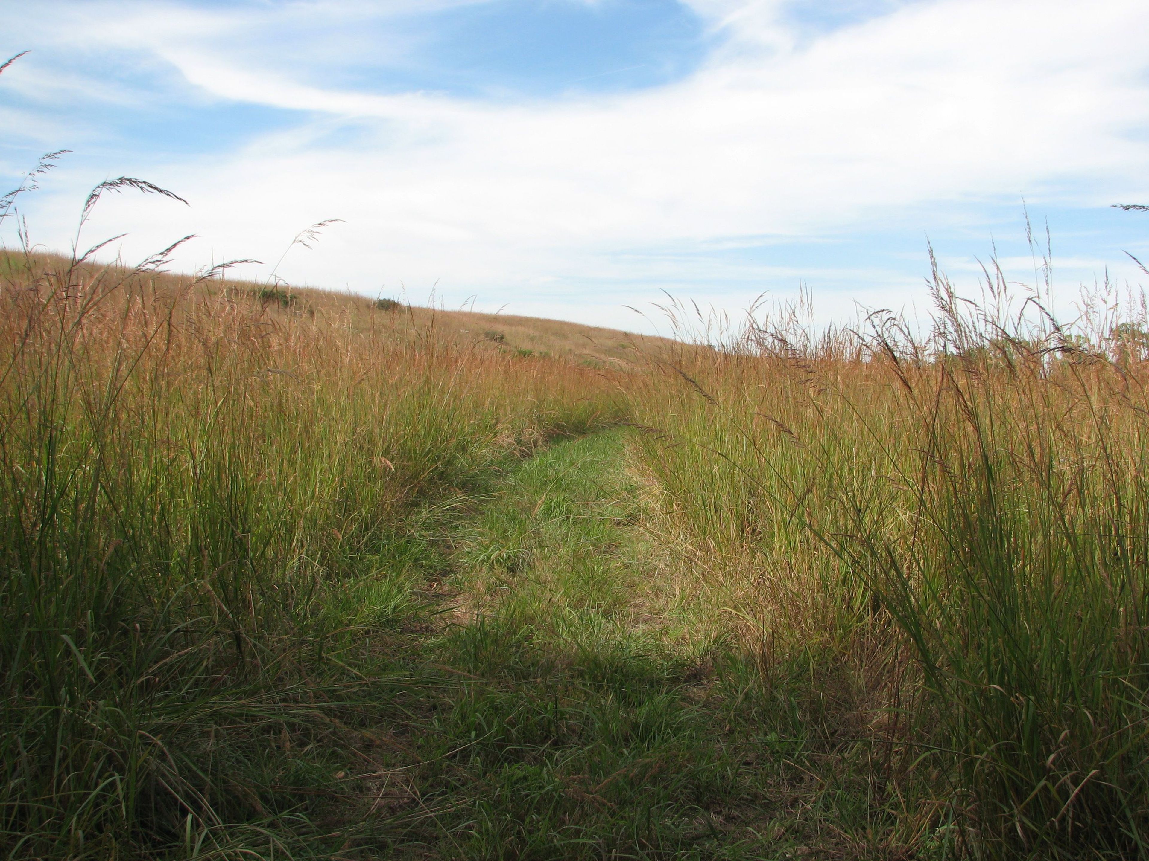 Hike among the tall tallgrass species in the fall