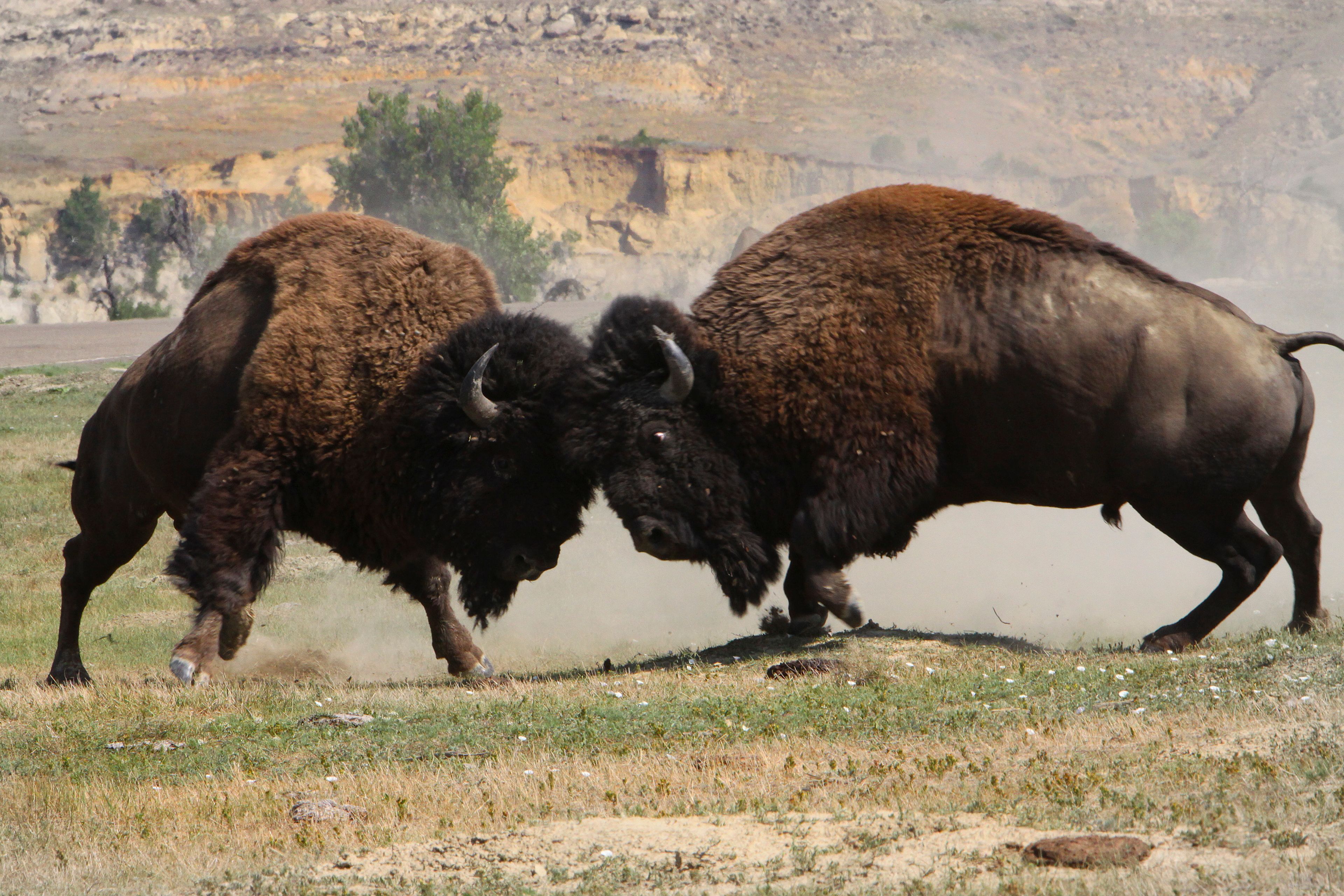 In the summer, bull bison wage furious battles over the right to breed.