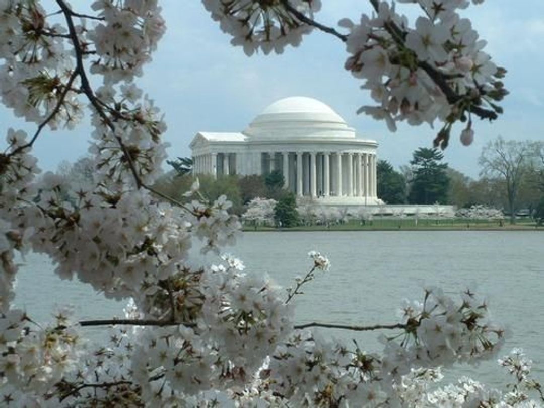 The Thomas Jefferson Memorial framed by cherry blossoms