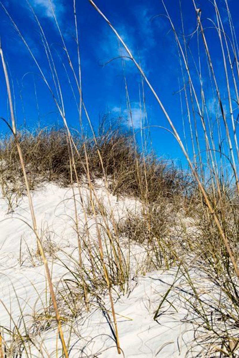 The sand dune at American Beach is a protected part of the Timucuan Preserve.