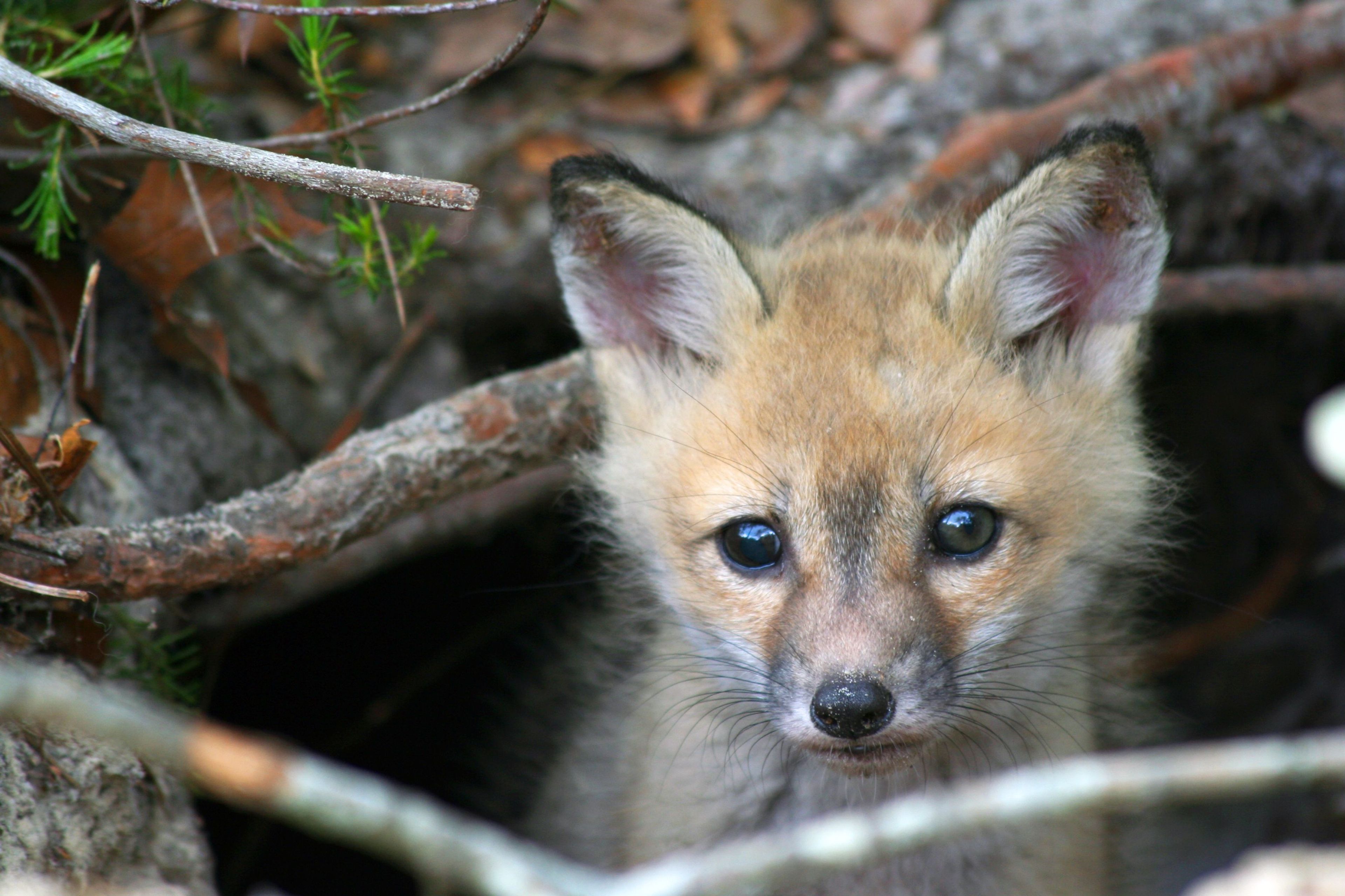 The Timucuan Preserve hosts wondrous biodiversity.